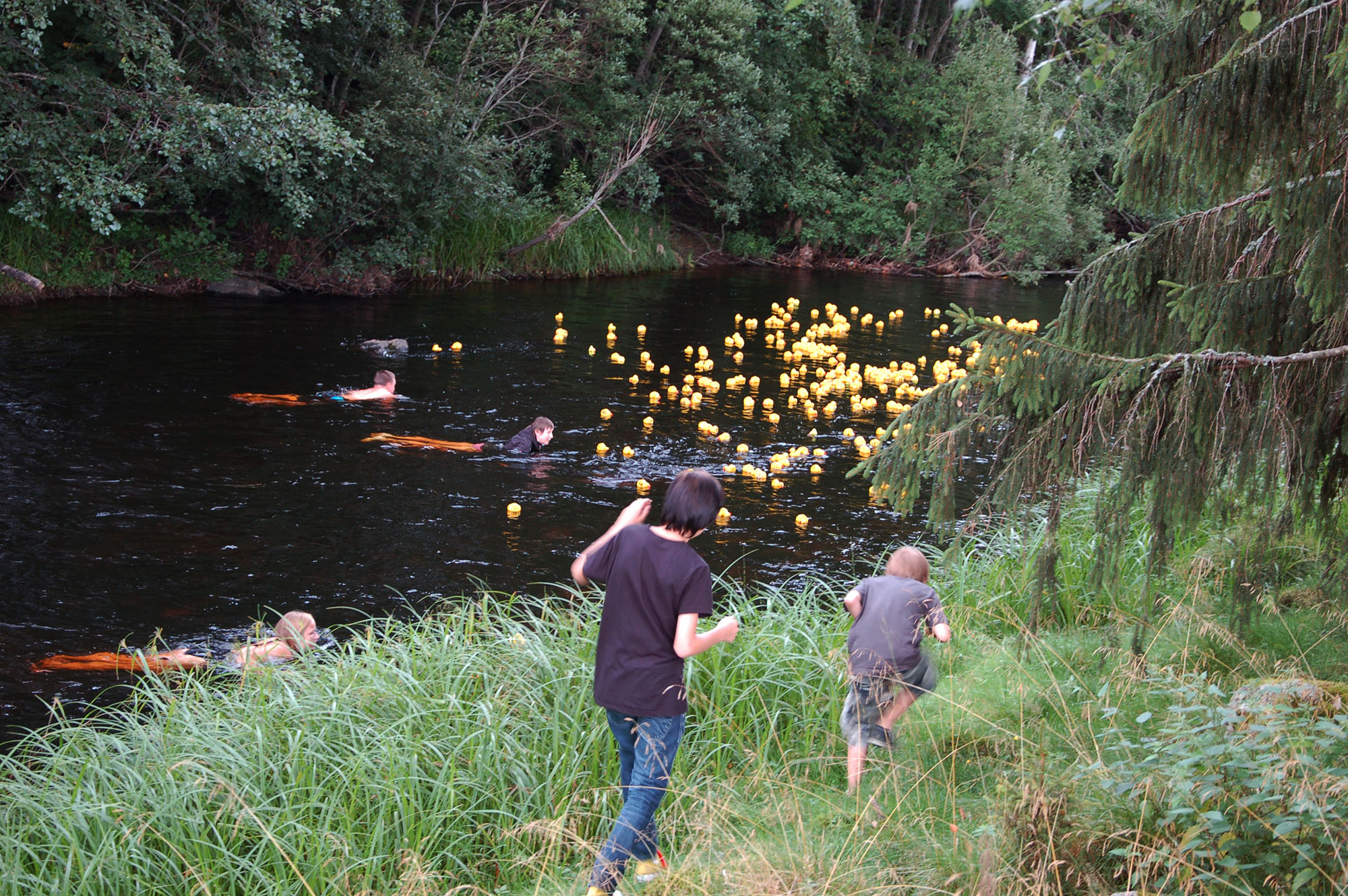 Röste.nu – Röstebilder – Ankracet i Galvån 2011