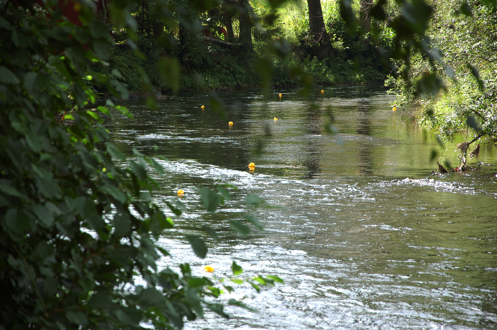 Röste.nu – Röstebilder – Ankracet i Galvån 2011