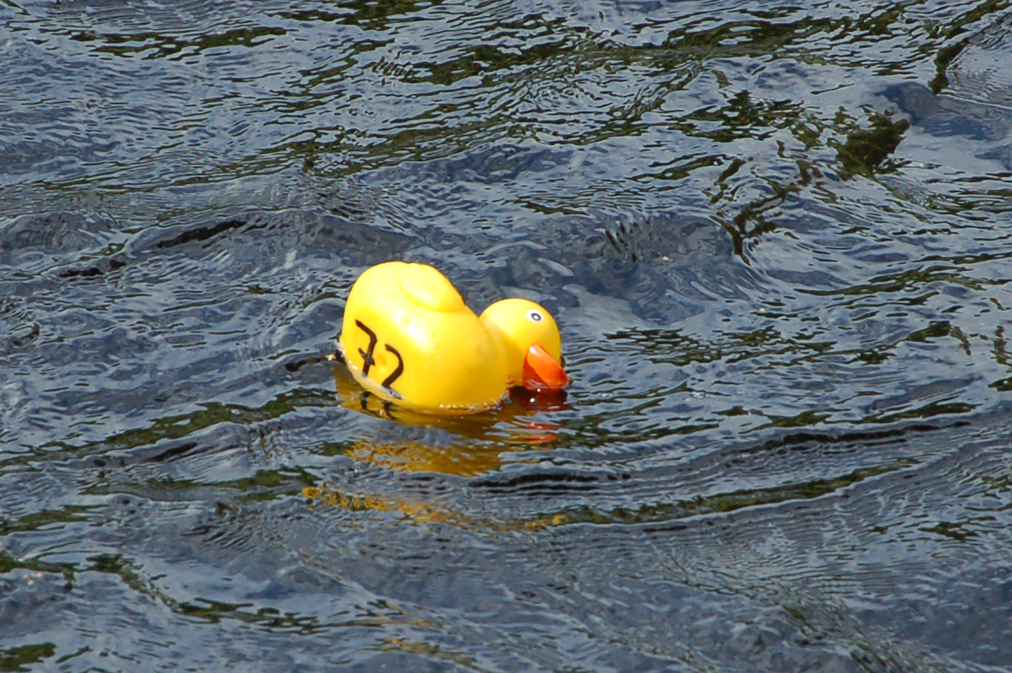 Röste.nu – Röstebilder – Ankracet i Galvån 2011