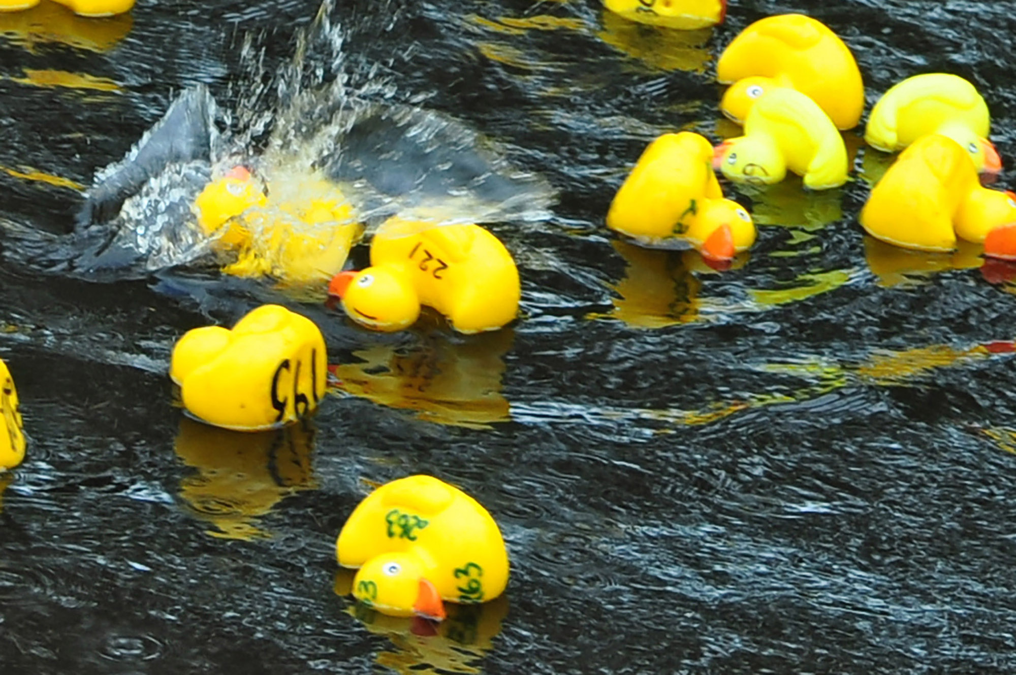 Röste.nu – Röstebilder – Ankrace i Galvån 2013