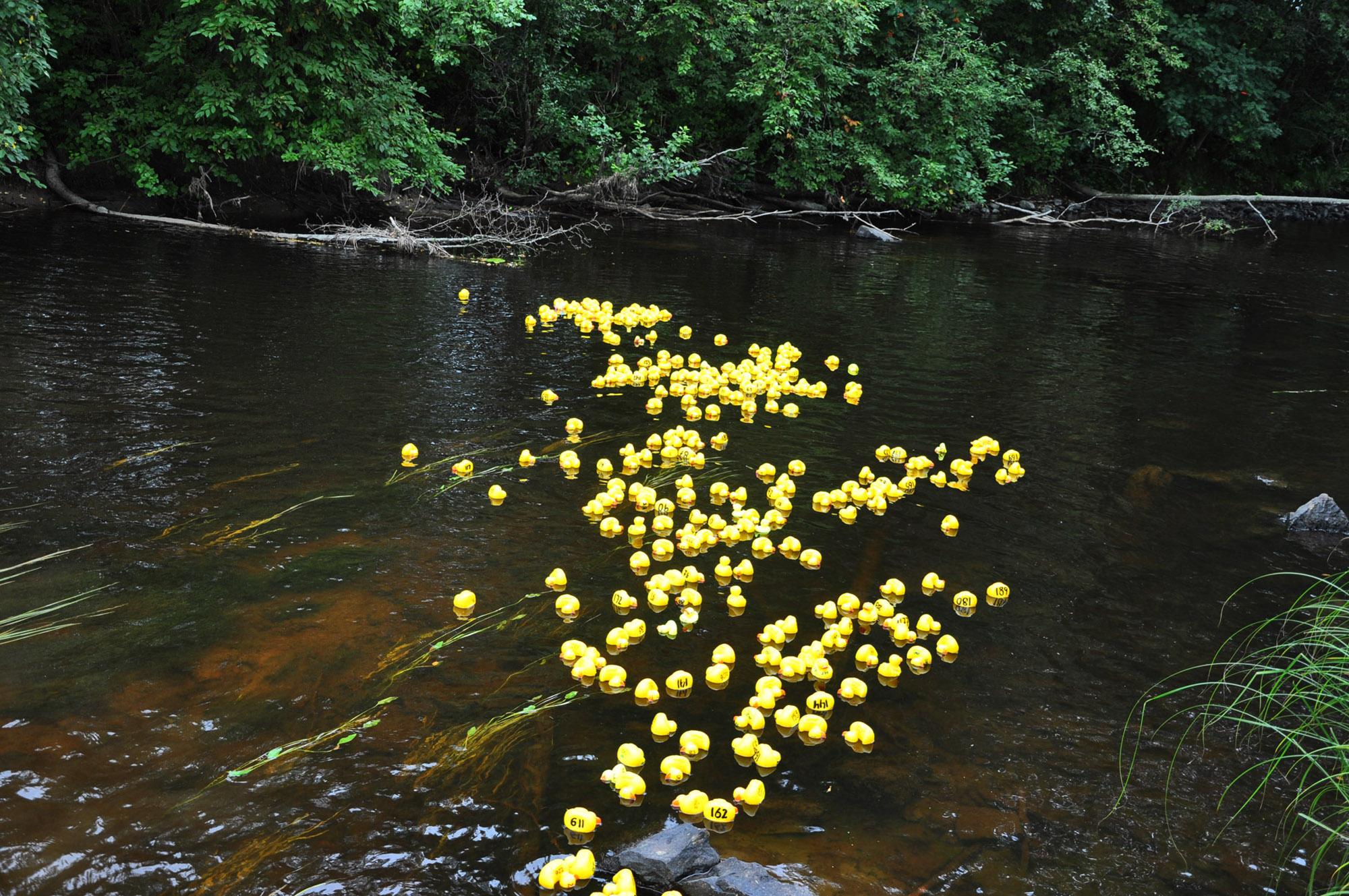 Röste.nu – Röstebilder – Ankrace i Galvån 2013