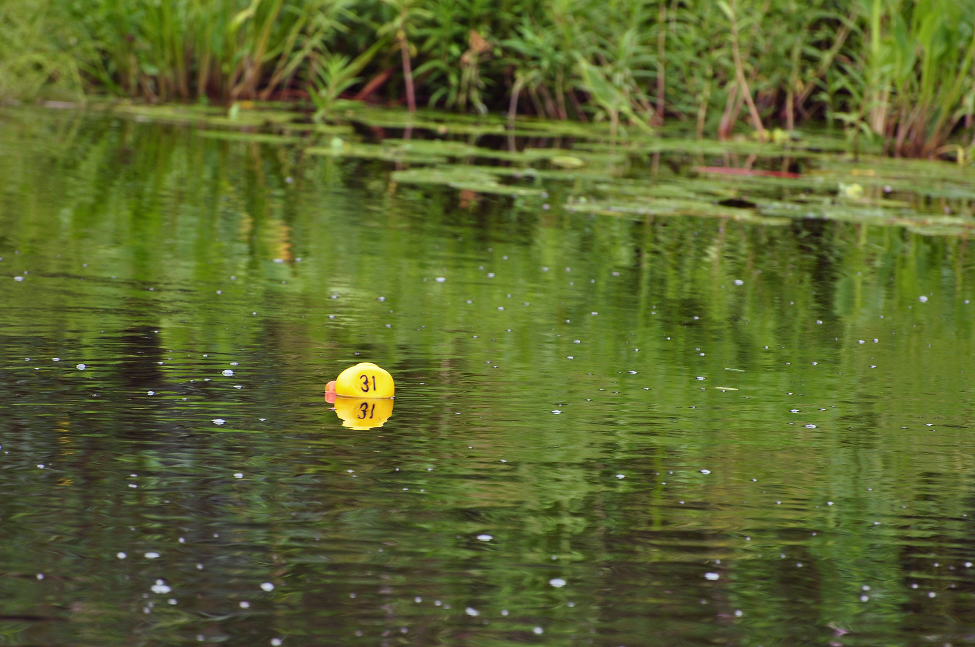 Röste.nu – Röstebilder – Ankrace i Galvån 2013
