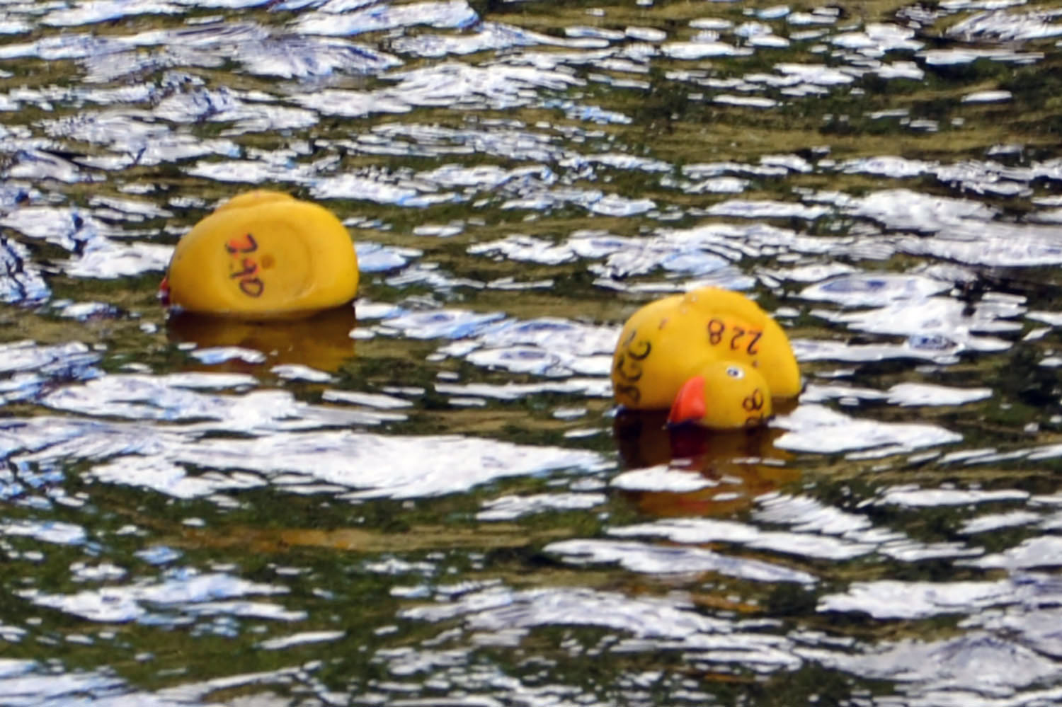 Röste.nu – Röstebilder – Ankracet i Galvån 2016