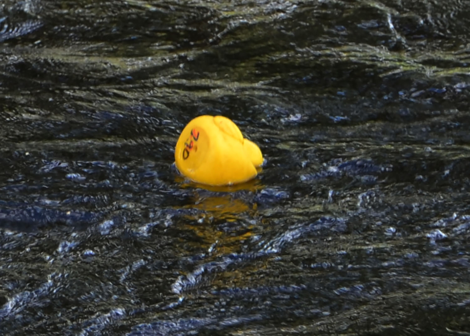 Röste.nu – Röstebilder – Ankracet i Galvån 2016