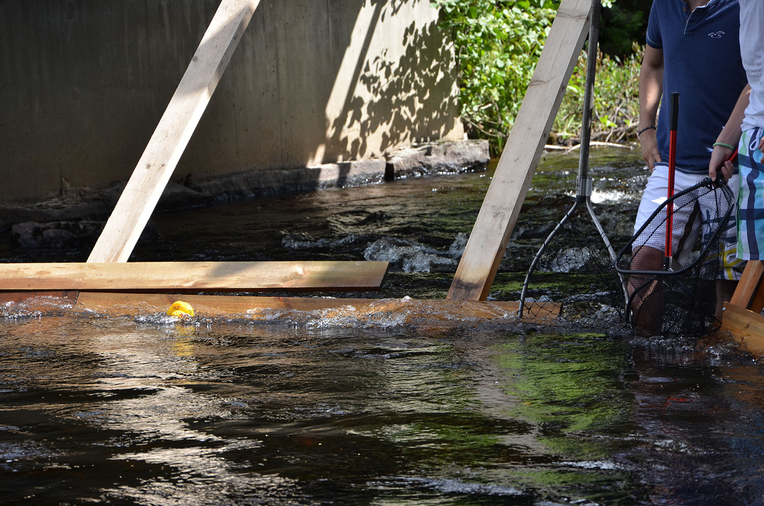 Röste.nu – Röstebilder – Ankracet i Galvån 2016