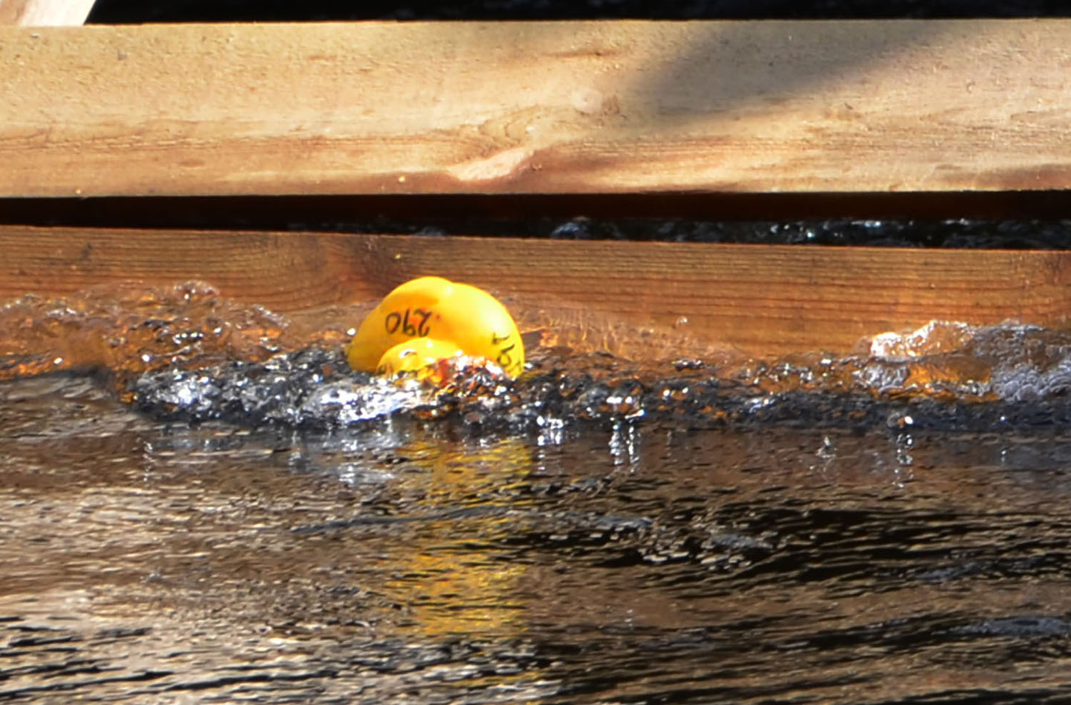 Röste.nu – Röstebilder – Ankracet i Galvån 2016