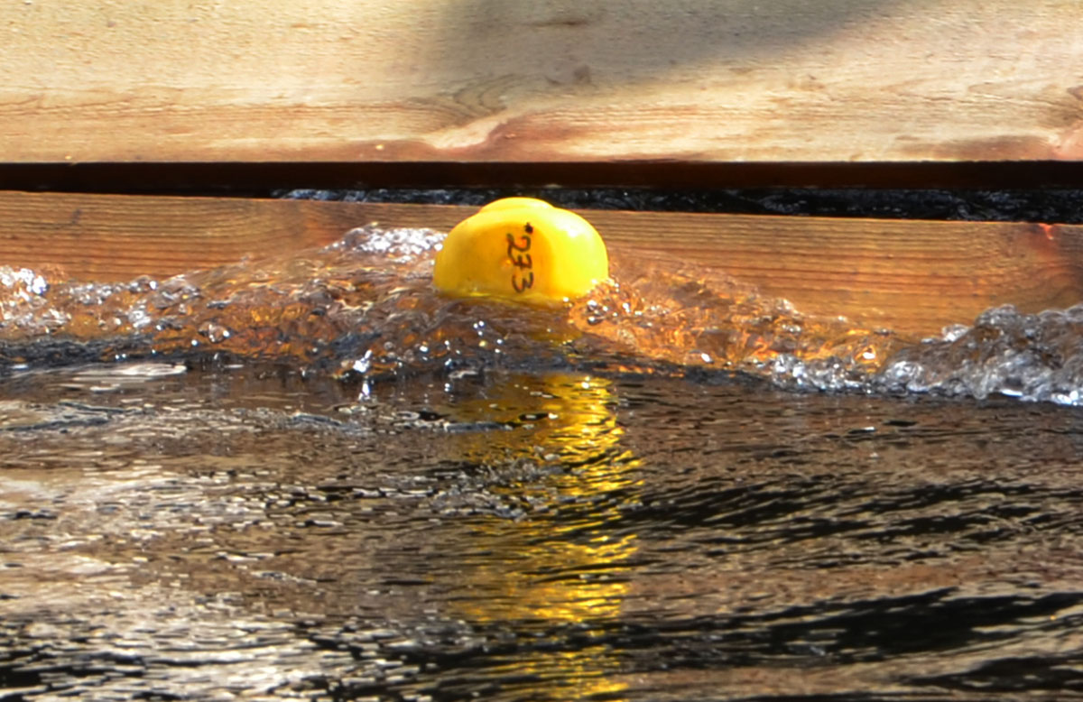 Röste.nu – Röstebilder – Ankracet i Galvån 2016