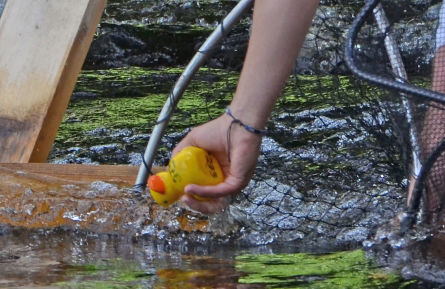 Röste.nu – Röstebilder – Ankracet i Galvån 2016