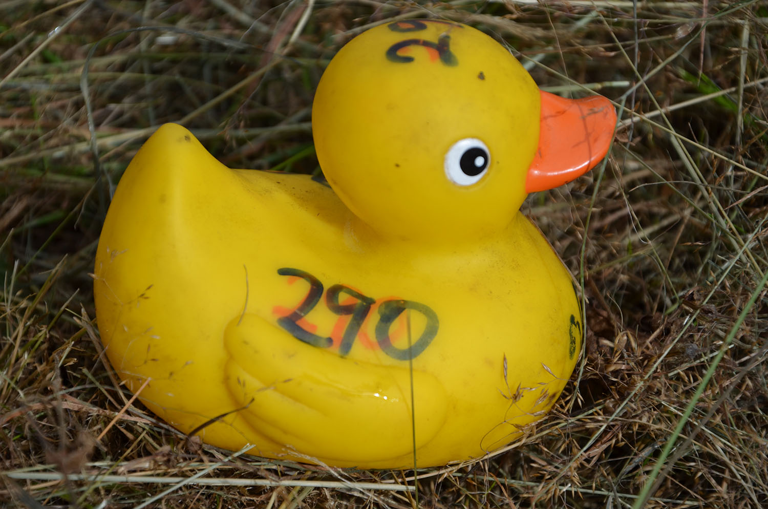 Röste.nu – Röstebilder – Ankracet i Galvån 2016