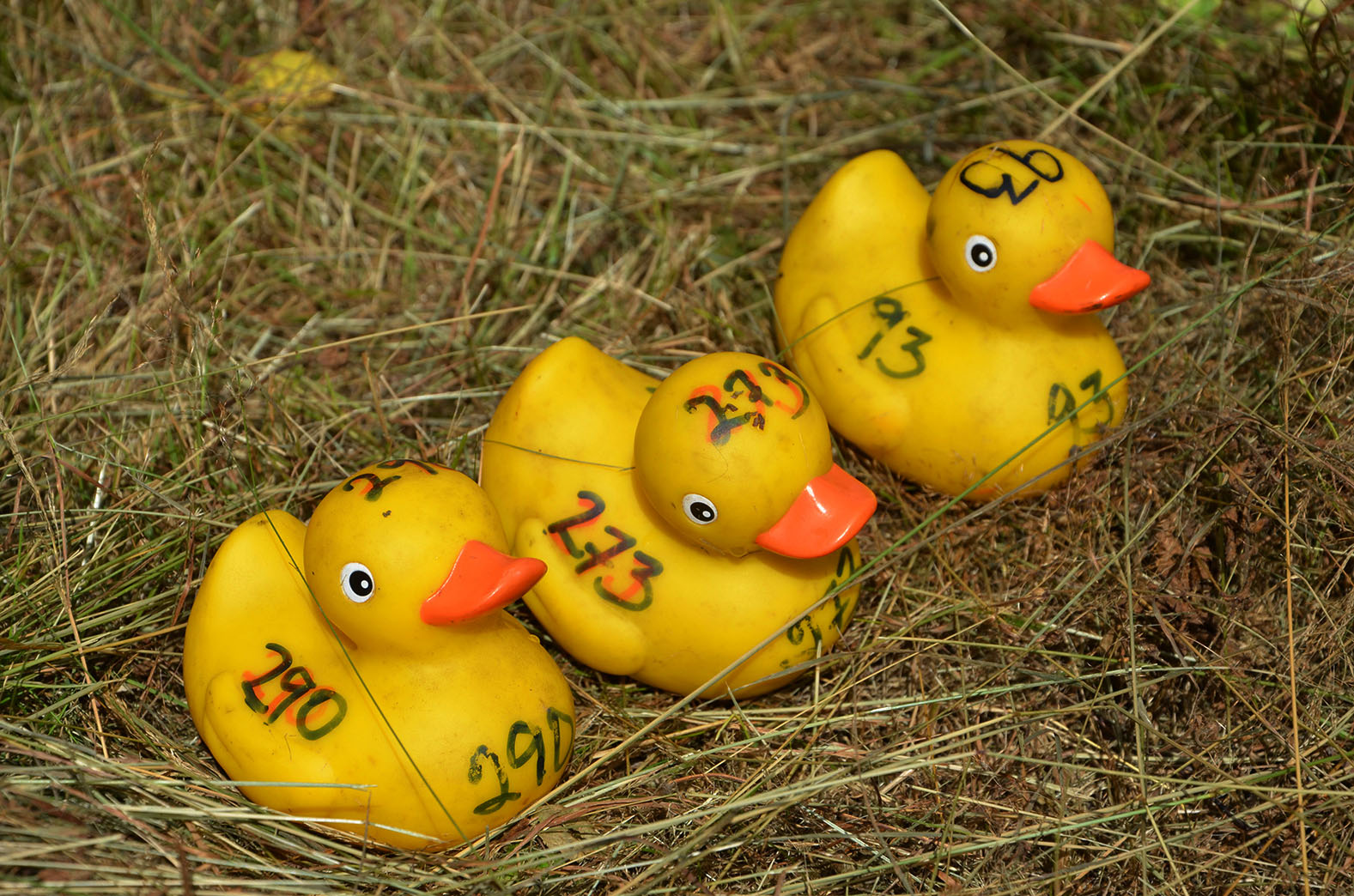 Röste.nu – Röstebilder – Ankracet i Galvån 2016