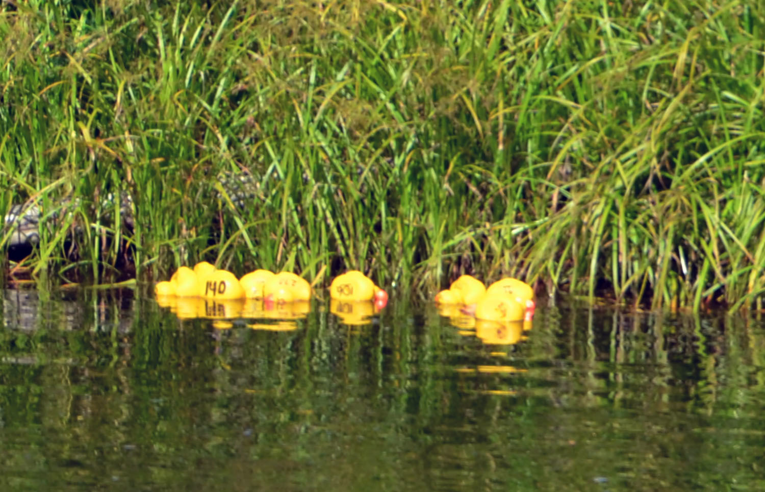 Röste.nu – Röstebilder – Ankracet i Galvån 2016