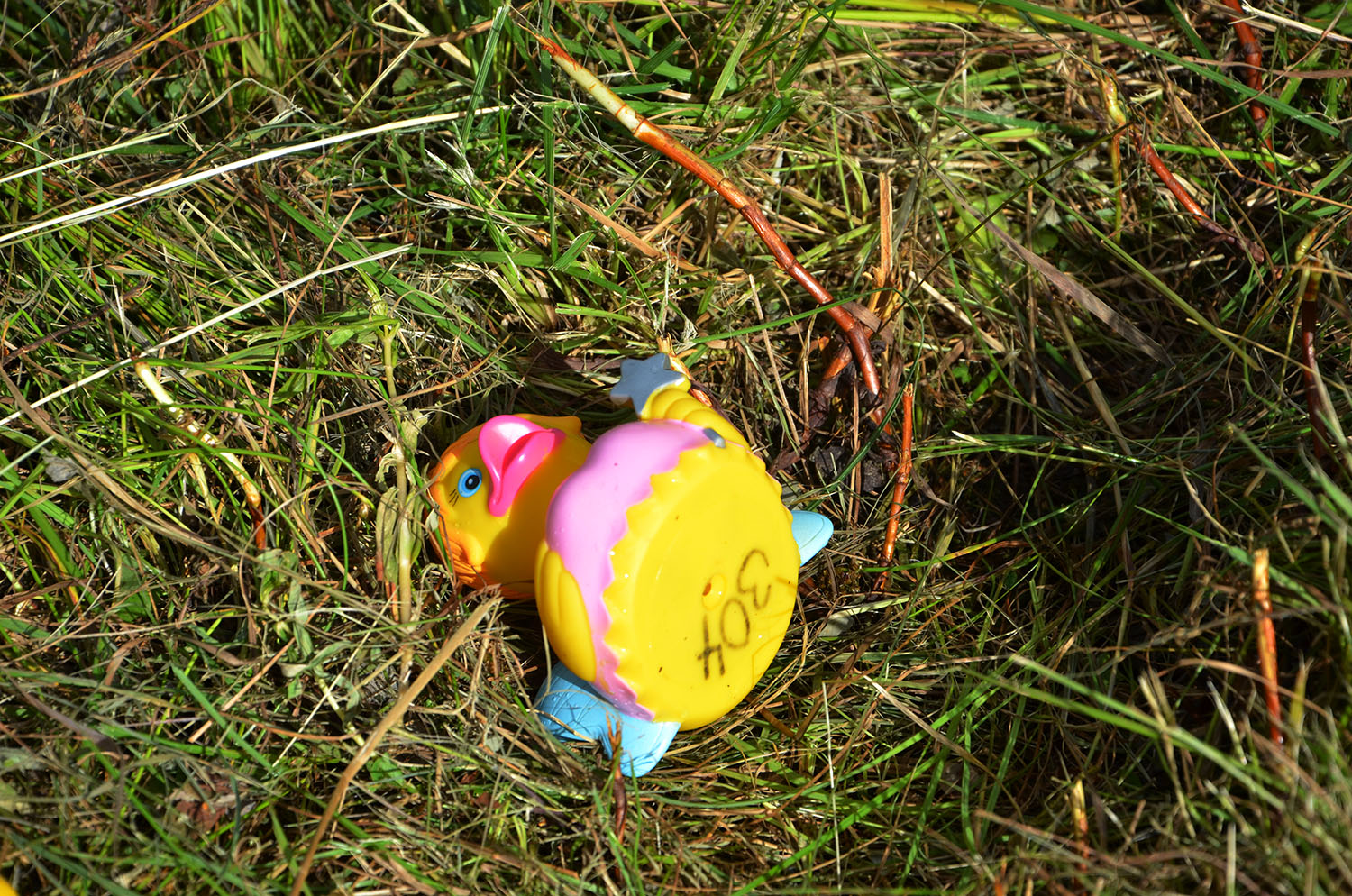 Röste.nu – Röstebilder – Ankracet i Galvån 2016