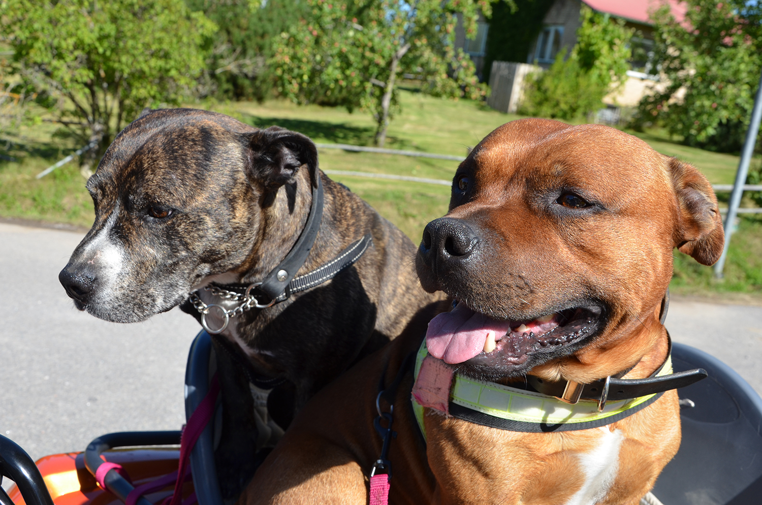 Röste.nu – Röstebilder – Ankracet i Galvån 2016