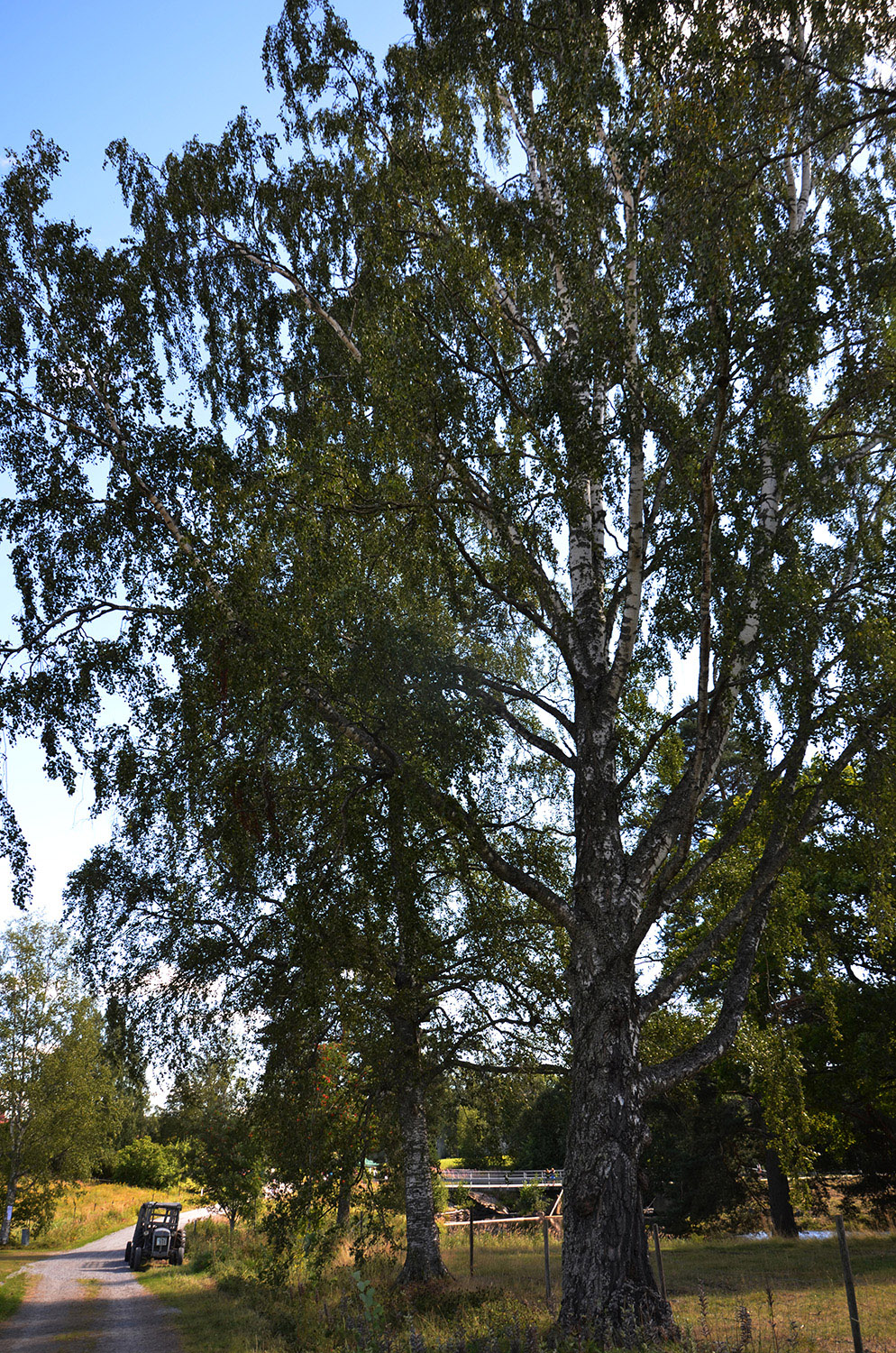 Röste.nu – Röstebilder – Ankracet i Galvån 2016