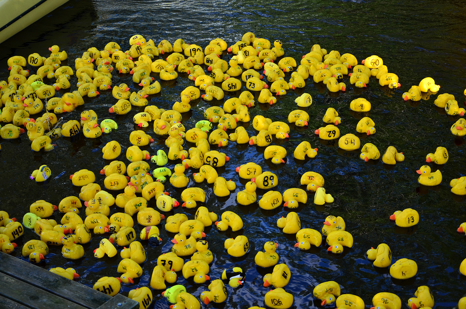 Röste.nu – Röstebilder – Ankracet i Galvån 2016