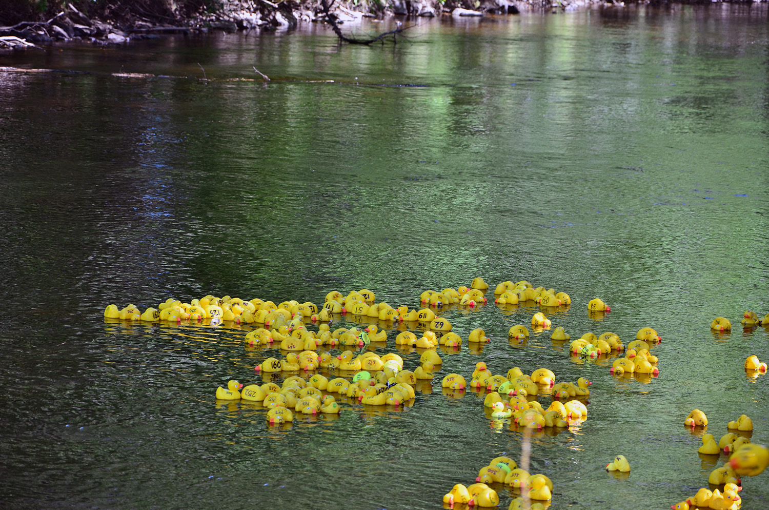 Röste.nu – Röstebilder – Ankracet i Galvån 2016