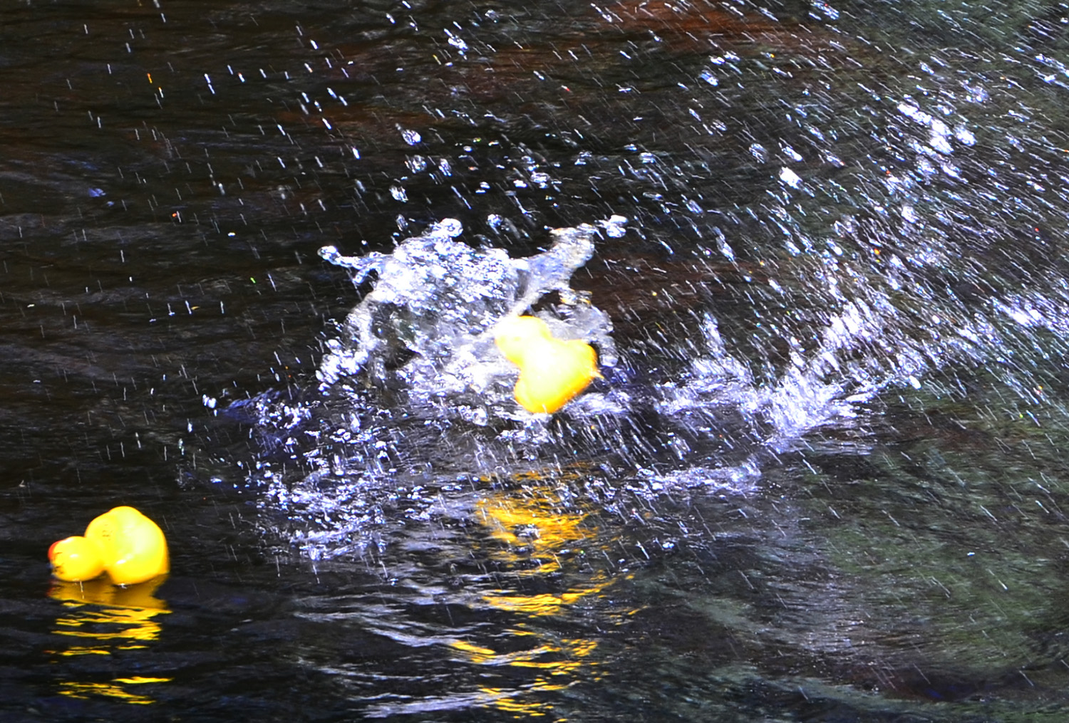 Röste.nu – Röstebilder – Ankracet i Galvån 2016