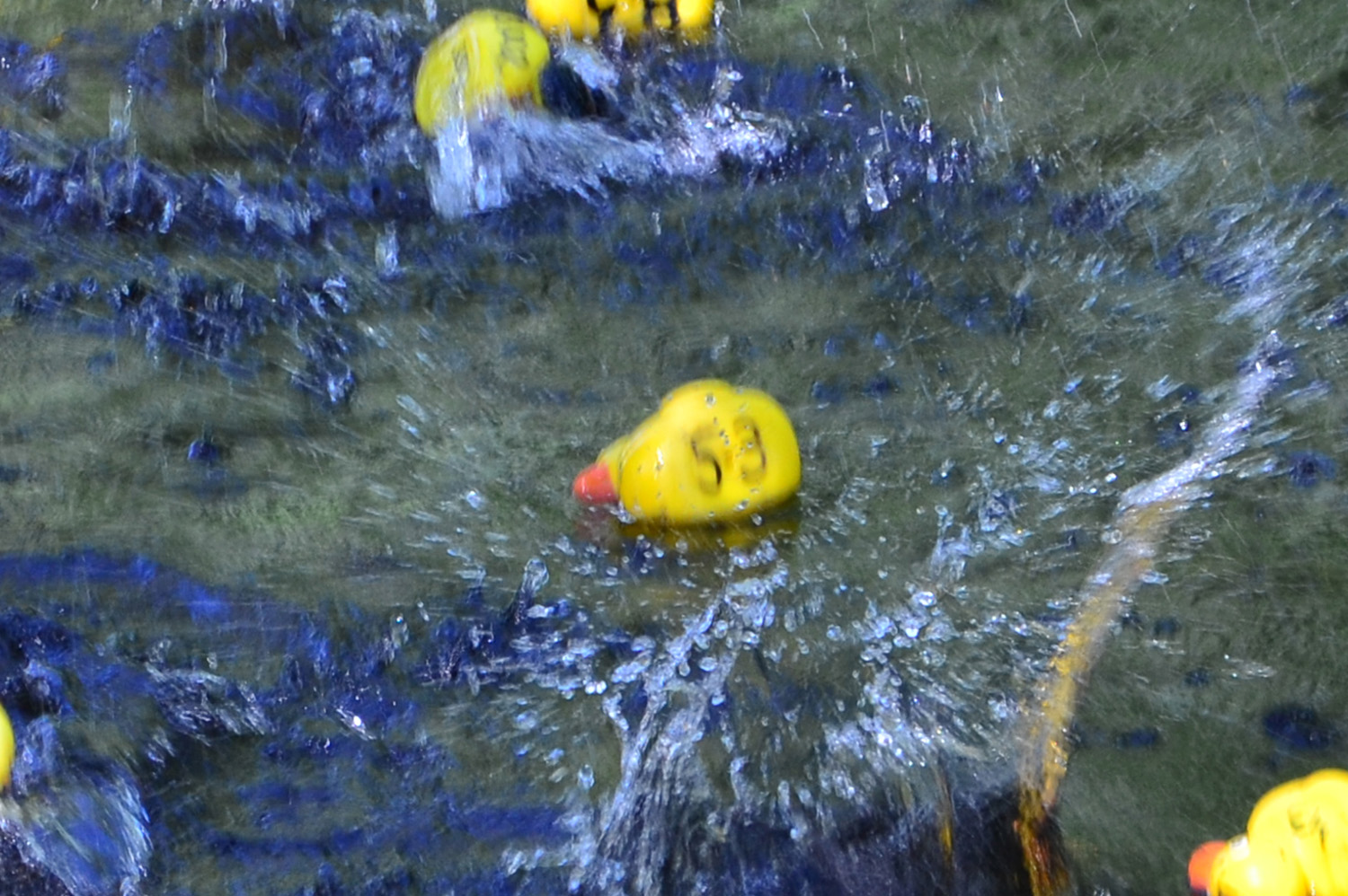 Röste.nu – Röstebilder – Ankracet i Galvån 2016