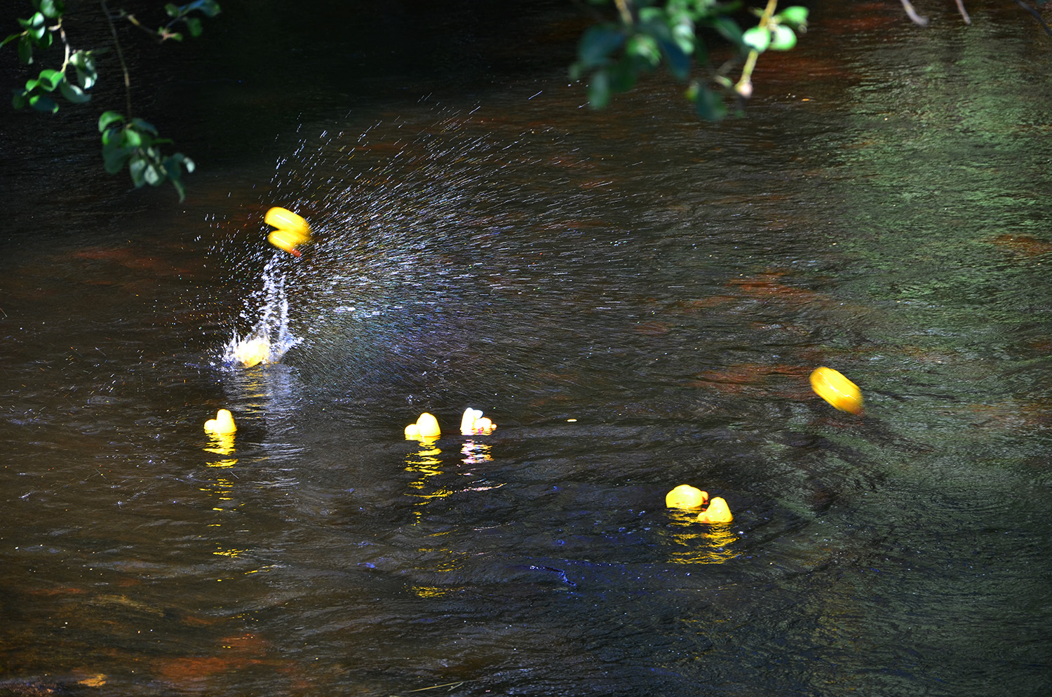 Röste.nu – Röstebilder – Ankracet i Galvån 2016