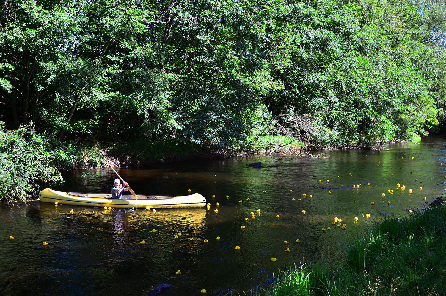 Röste.nu – Röstebilder – Ankracet i Galvån 2016