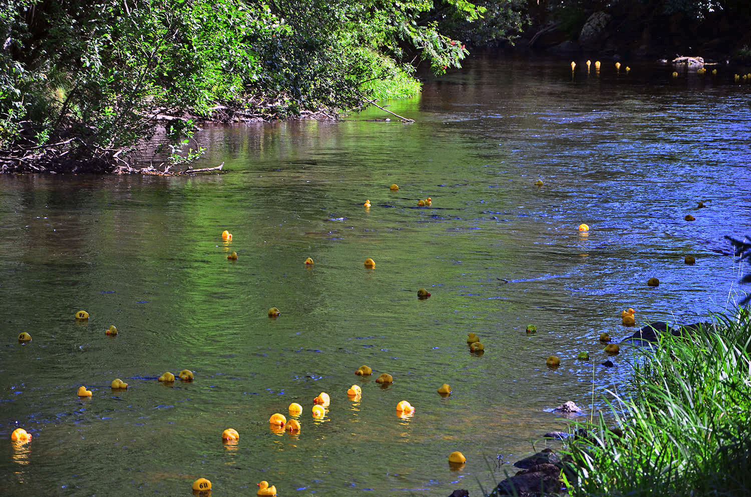 Röste.nu – Röstebilder – Ankracet i Galvån 2016