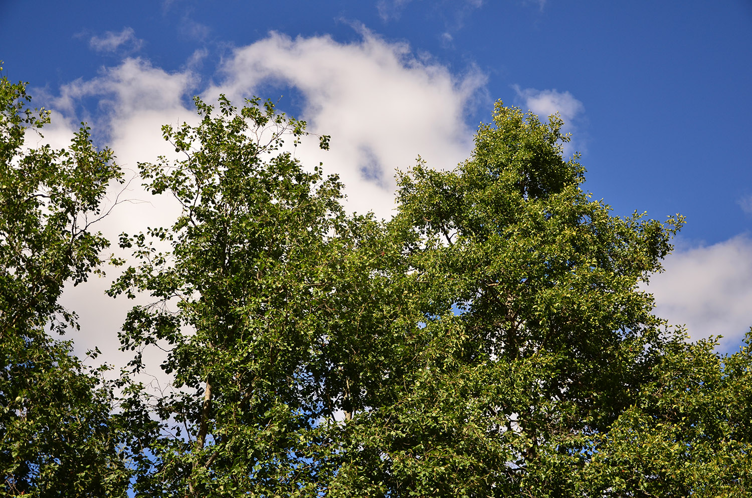 Röste.nu – Röstebilder – Ankracet i Galvån 2016
