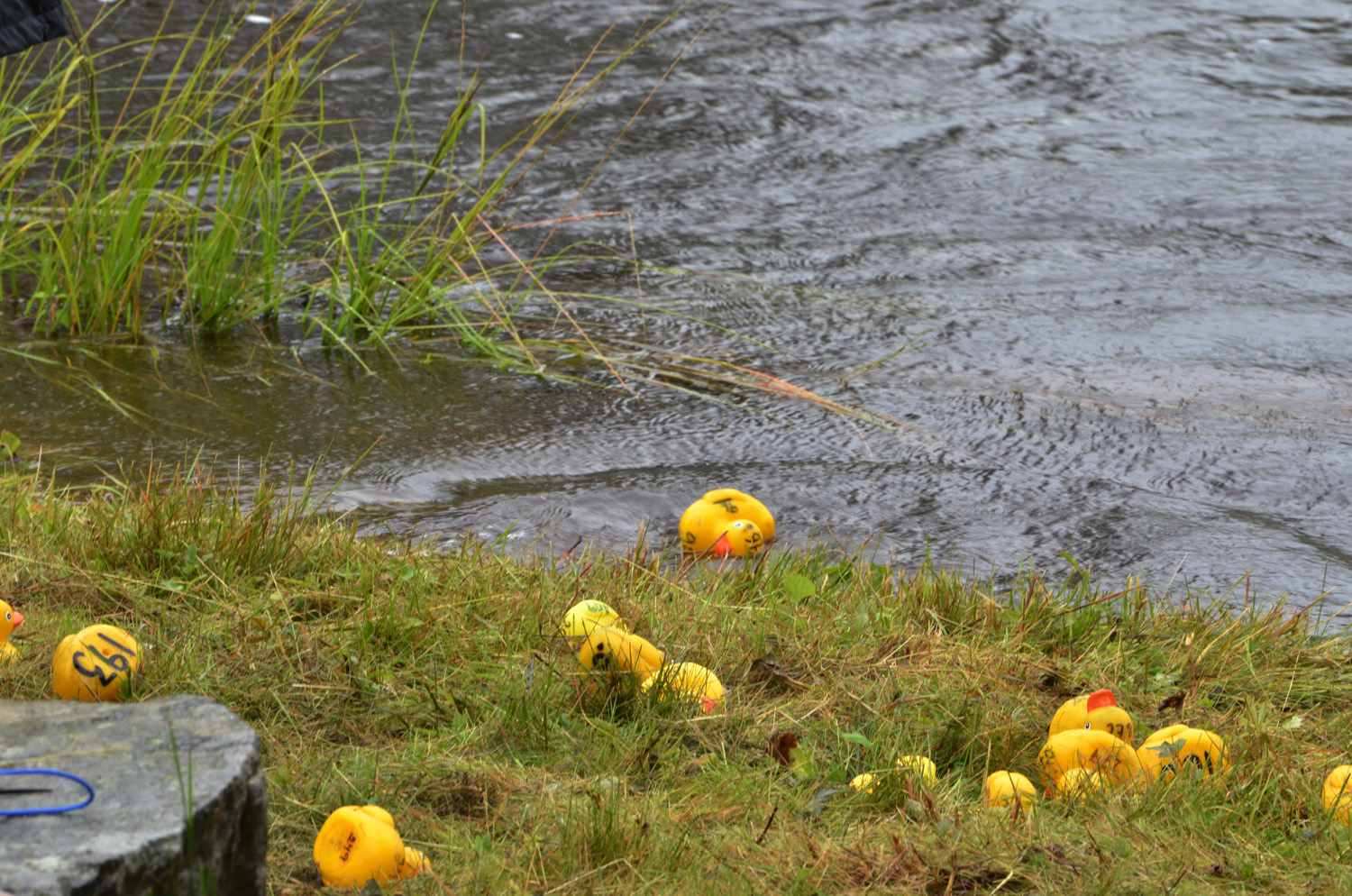 Röste.nu – Röstebilder – Historiskt blött ankrace i Galvån 2017