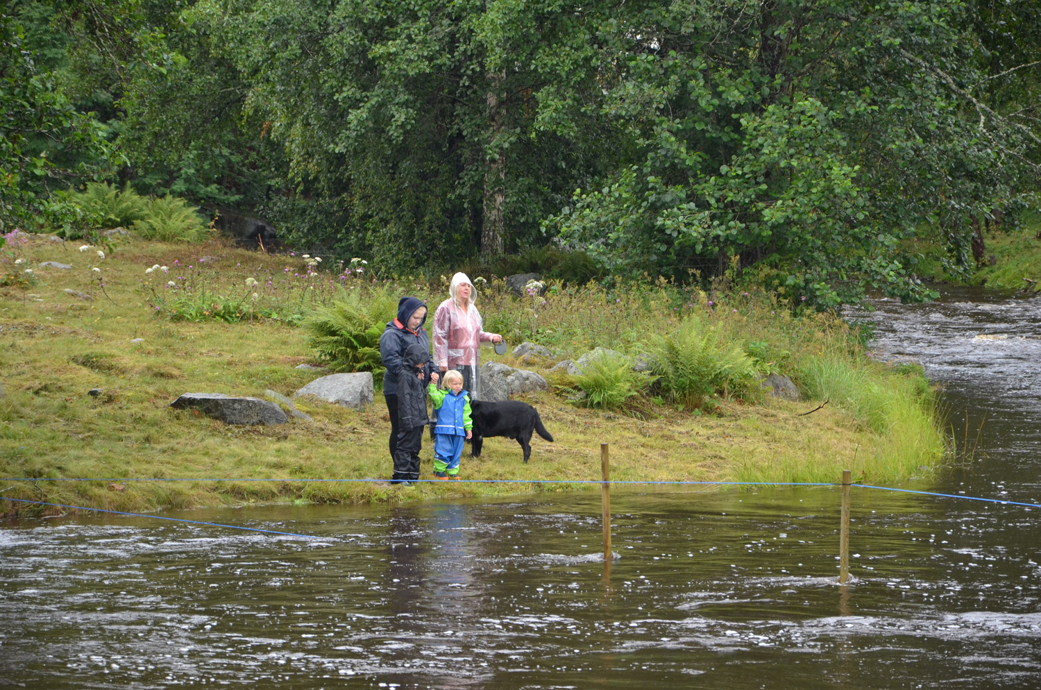 Röste.nu – Röstebilder – Historiskt blött ankrace i  Galvån 2017