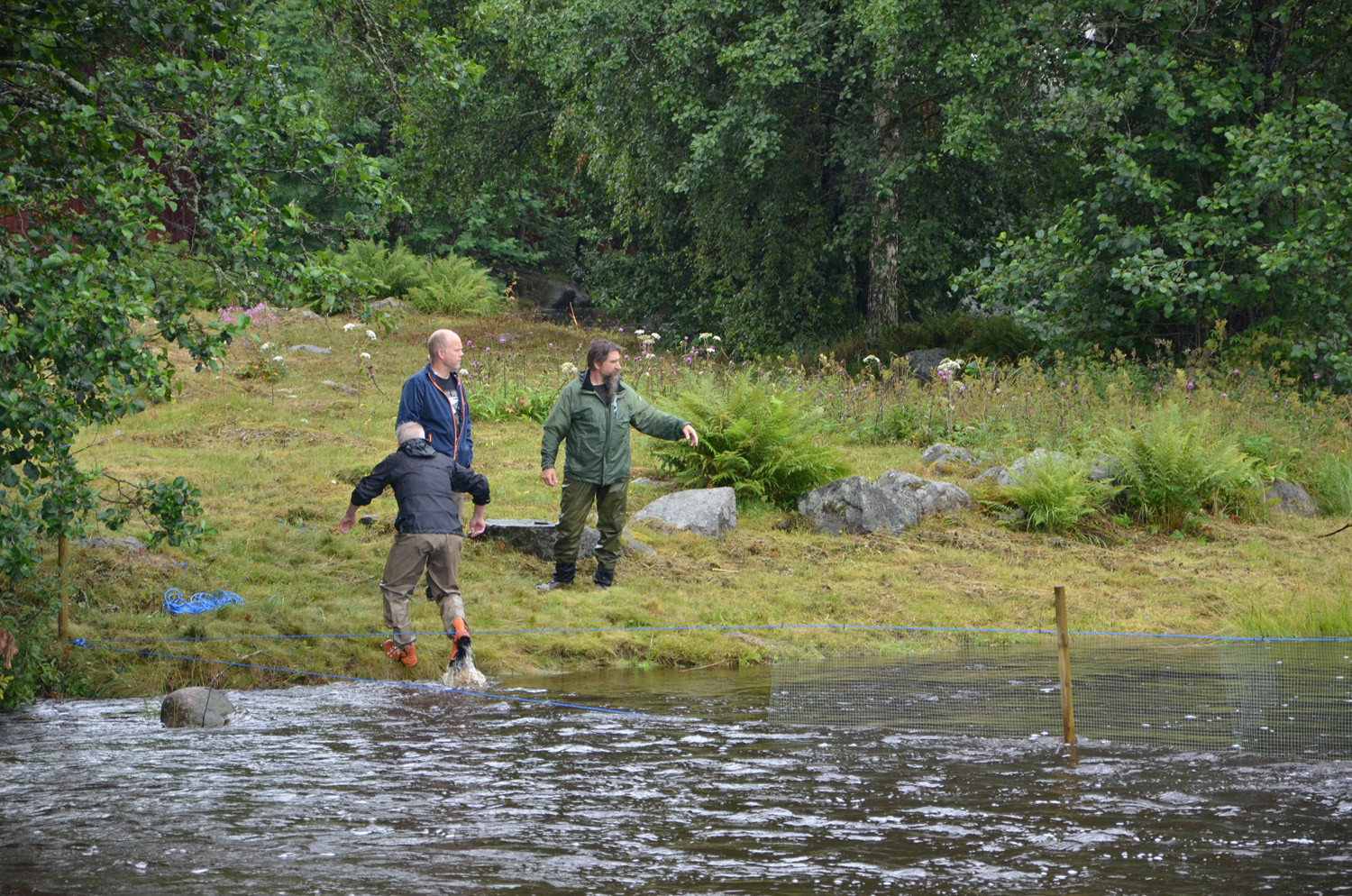 Röste.nu – Röstebilder – Historiskt blött ankrace i  Galvån 2017