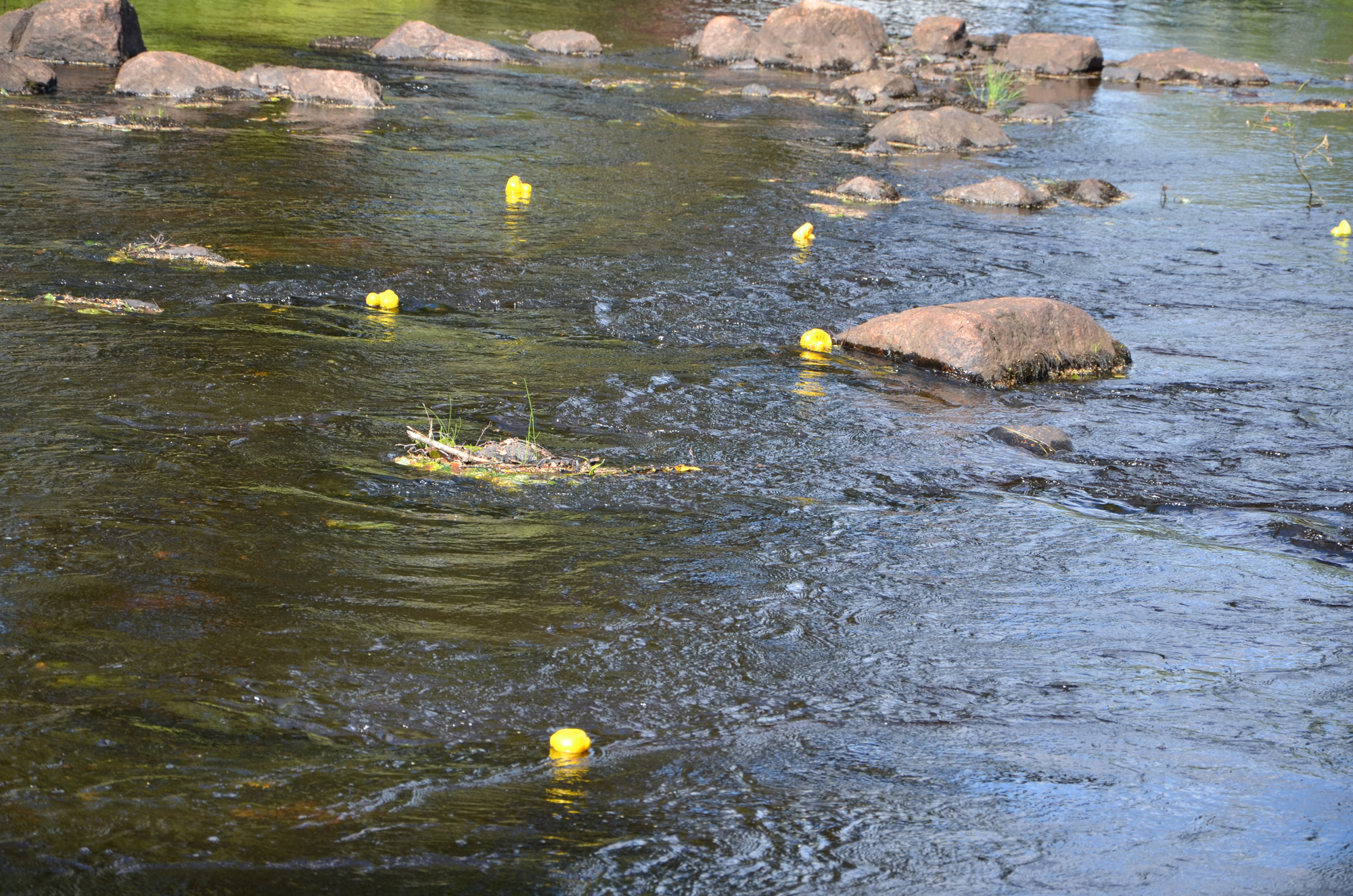 Röste.nu – Röstebilder – Ankrace i Galvån 2018