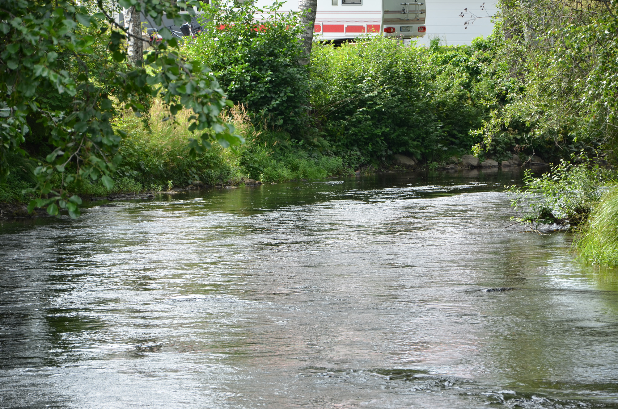 Röste.nu – Röstebilder – Ankracet i Galvån 2019