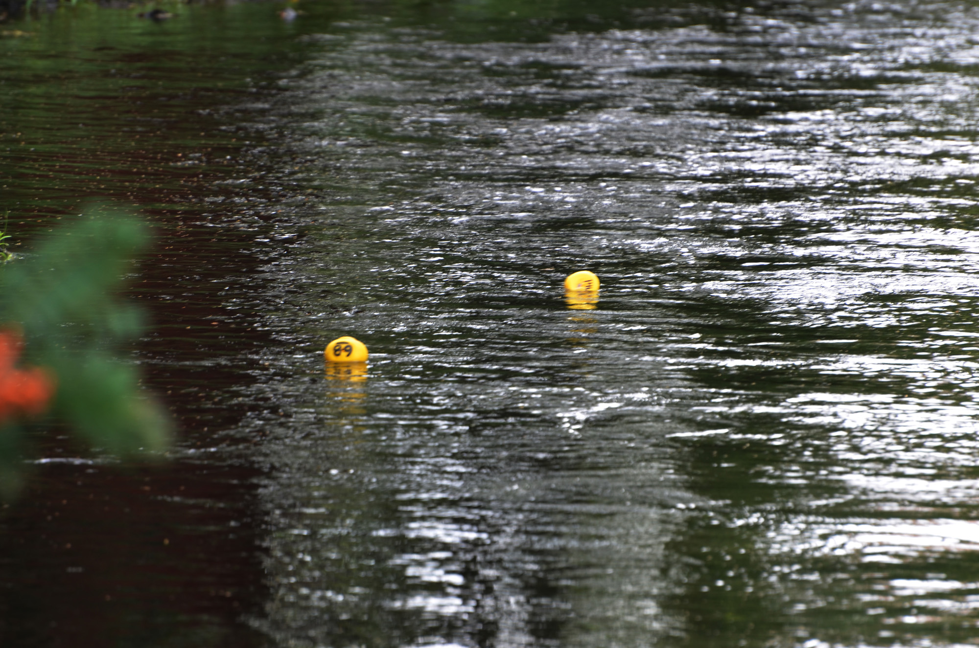 Röste.nu – Röstebilder – Ankracet i Galvån 2019