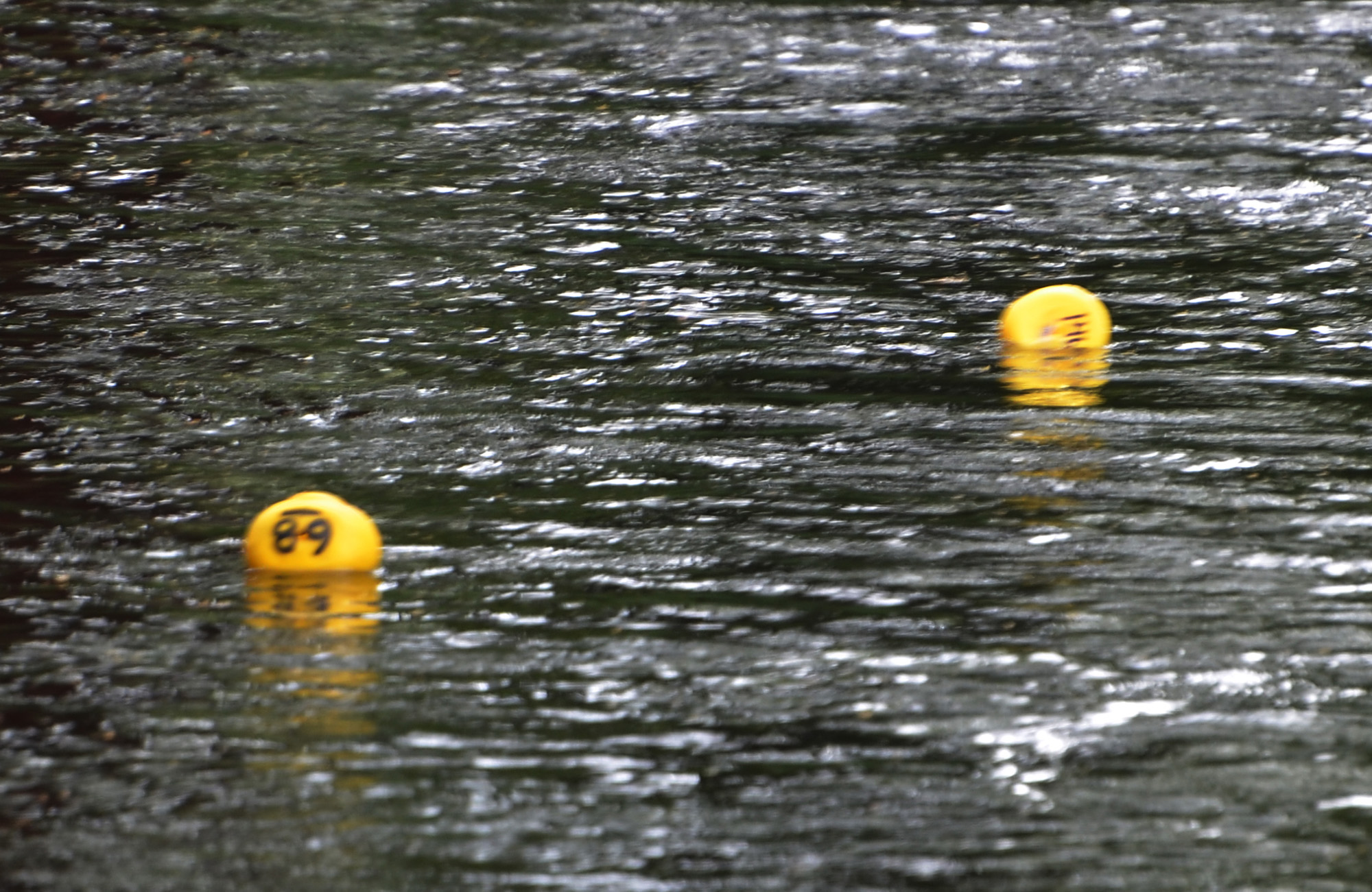 Röste.nu – Röstebilder – Ankracet i Galvån 2019