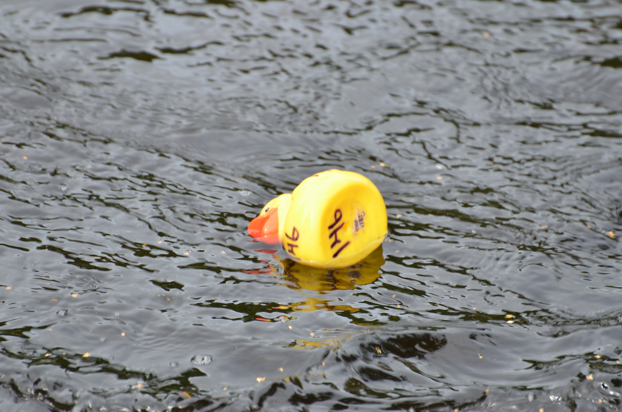 Röste.nu – Röstebilder – Ankracet i Galvån 2019