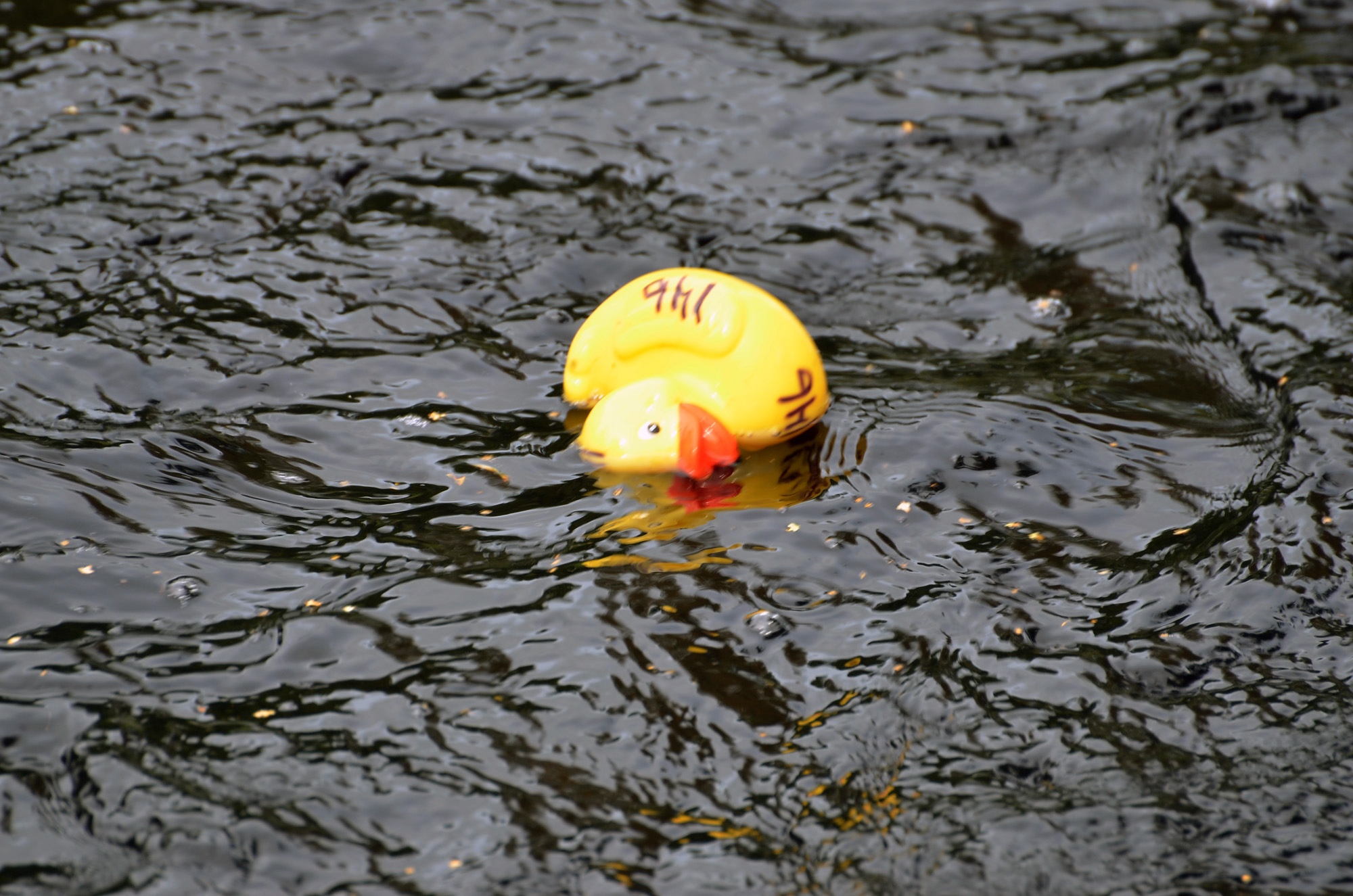 Röste.nu – Röstebilder – Ankracet i Galvån 2019