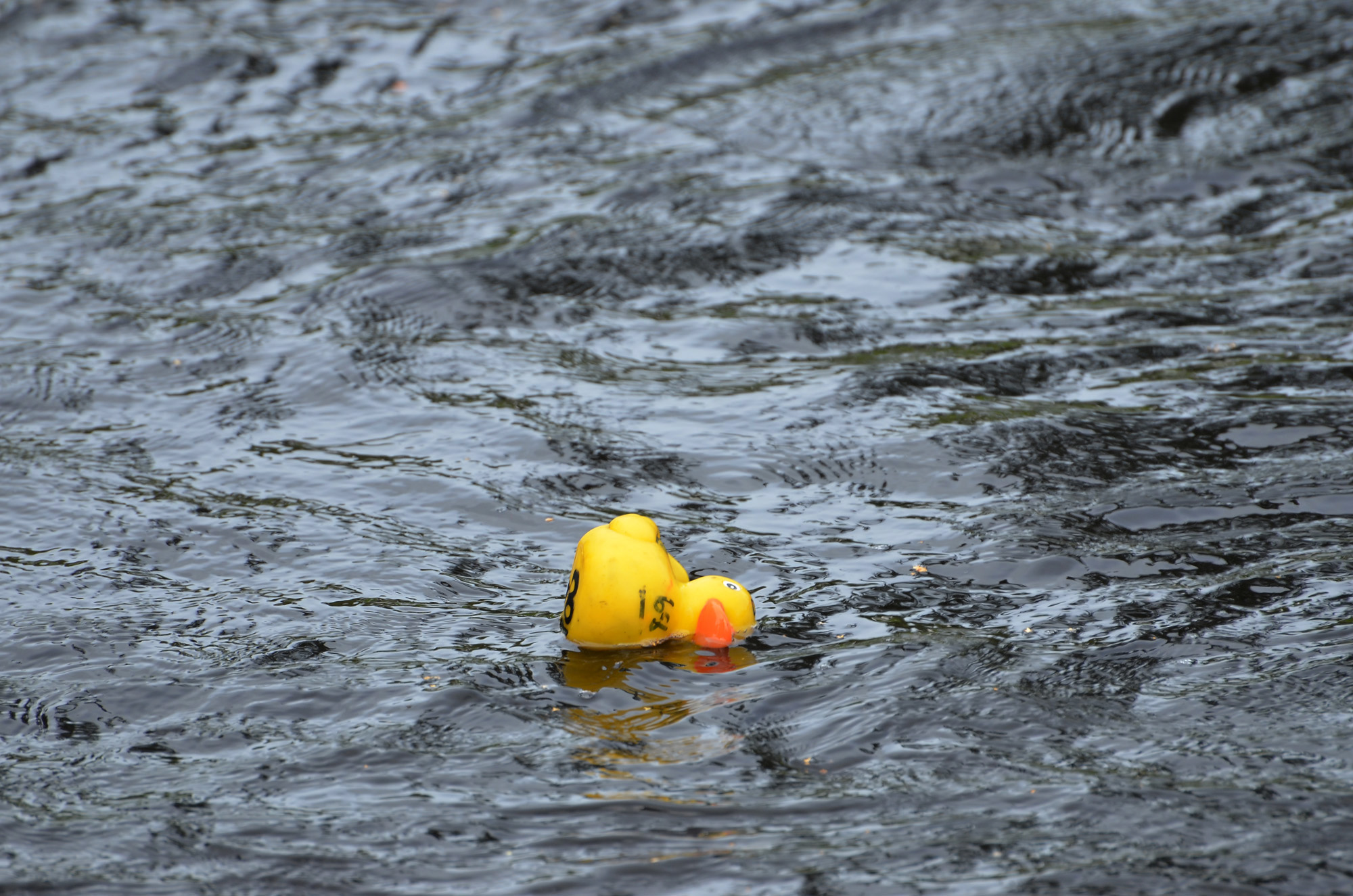 Röste.nu – Röstebilder – Ankracet i Galvån 2019