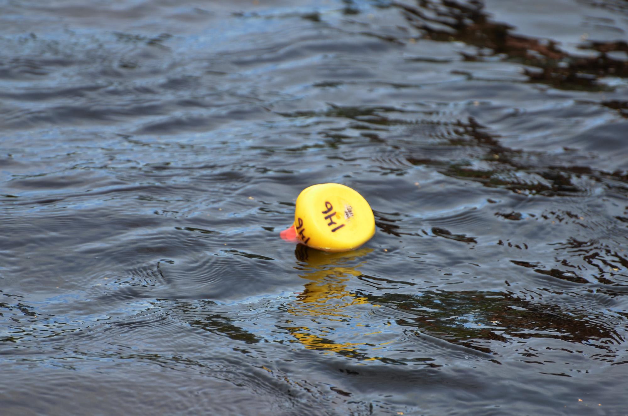 Röste.nu – Röstebilder – Ankracet i Galvån 2019