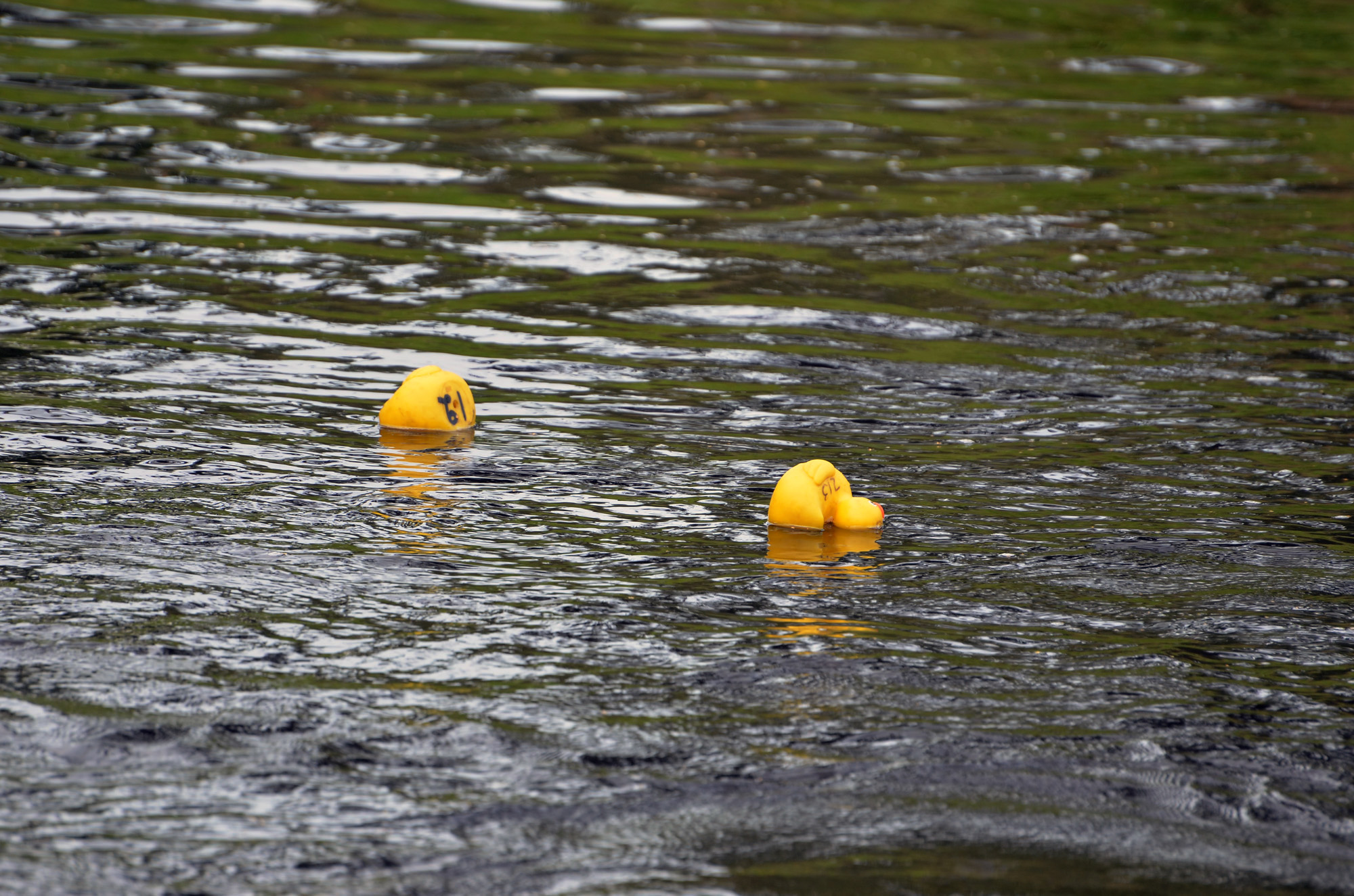 Röste.nu – Röstebilder – Ankracet i Galvån 2019