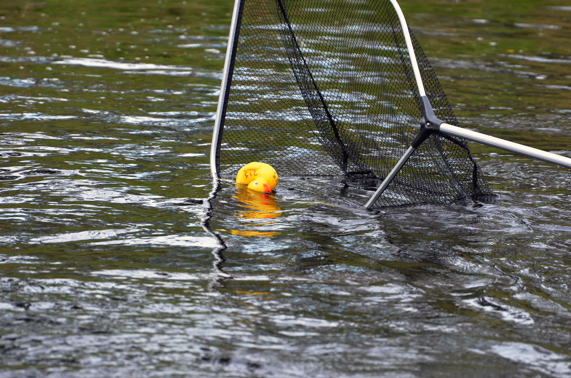 Röste.nu – Röstebilder – Ankracet i Galvån 2019