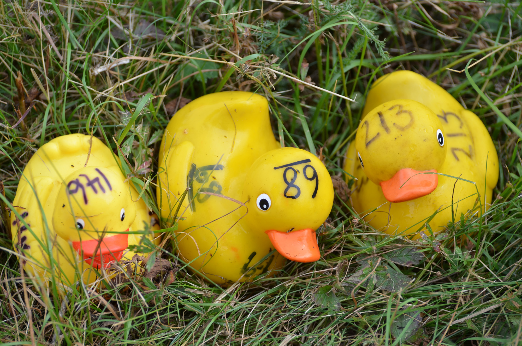 Röste.nu – Röstebilder – Ankracet i Galvån 2019