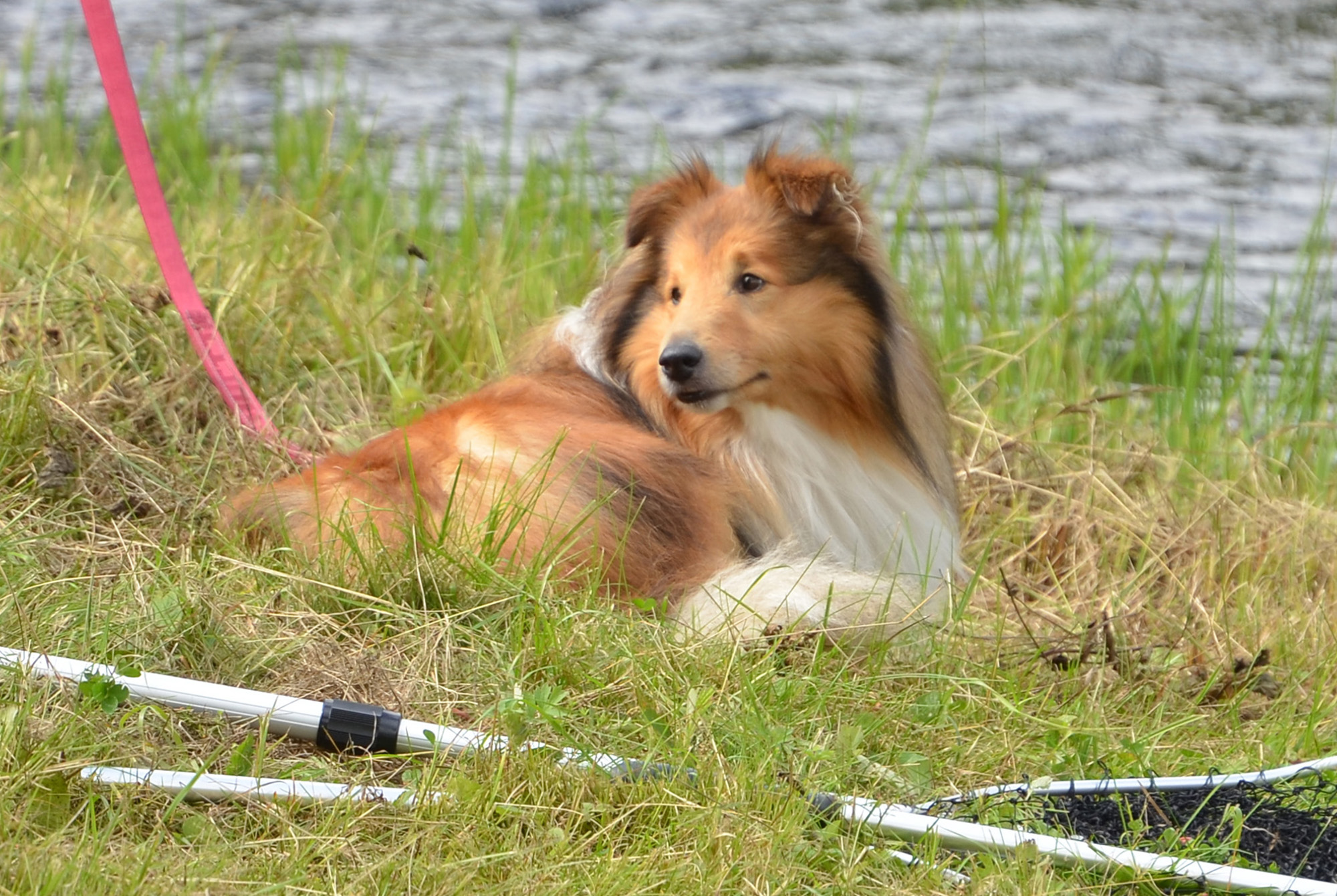 Röste.nu – Röstebilder – Ankracet i Galvån 2019