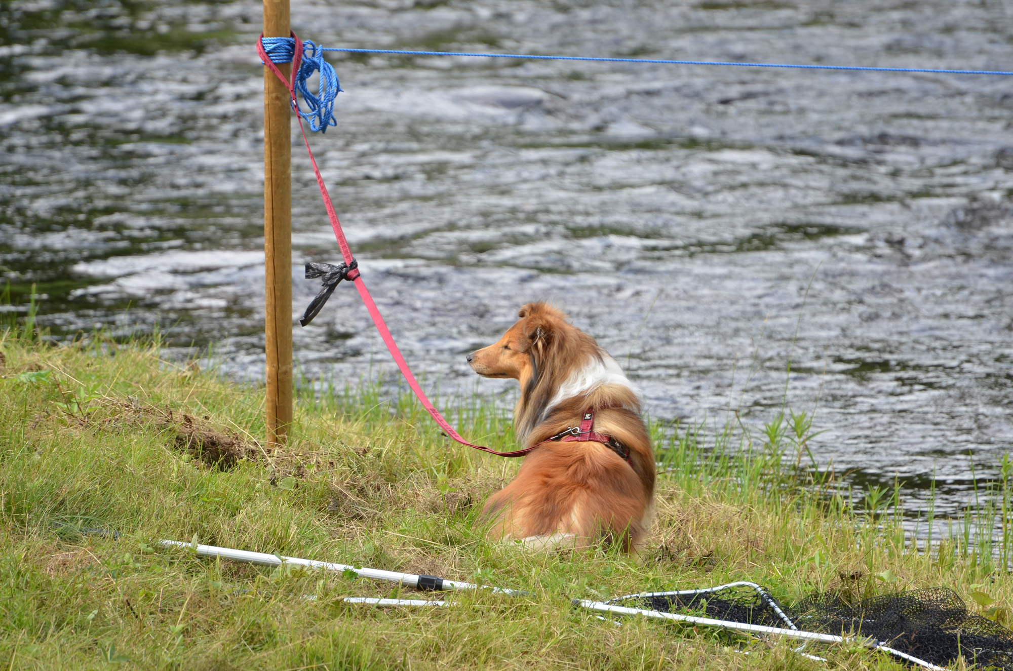 Röste.nu – Röstebilder – Ankracet i Galvån 2019