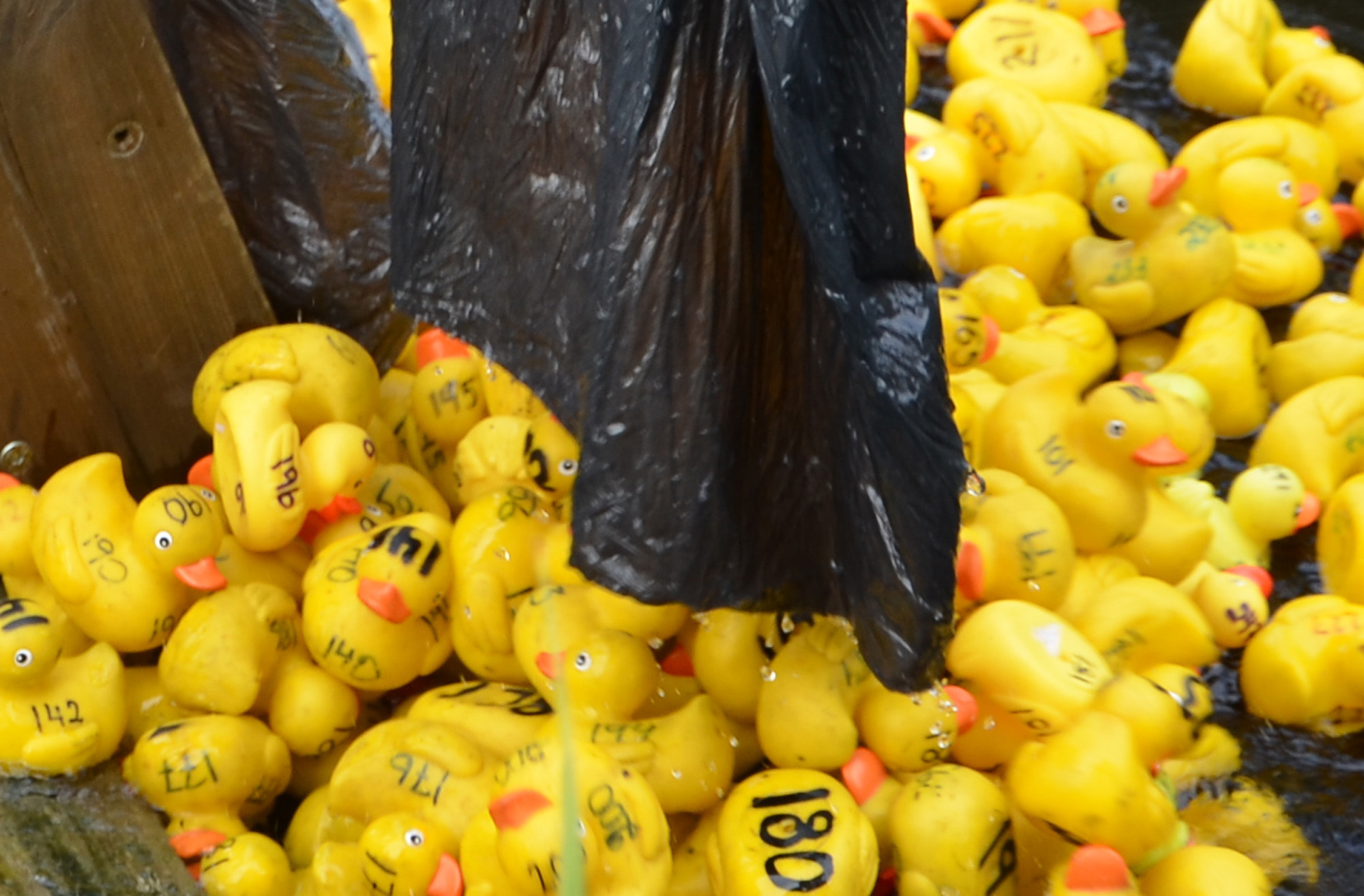 Röste.nu – Röstebilder – Ankracet i Galvån 2019