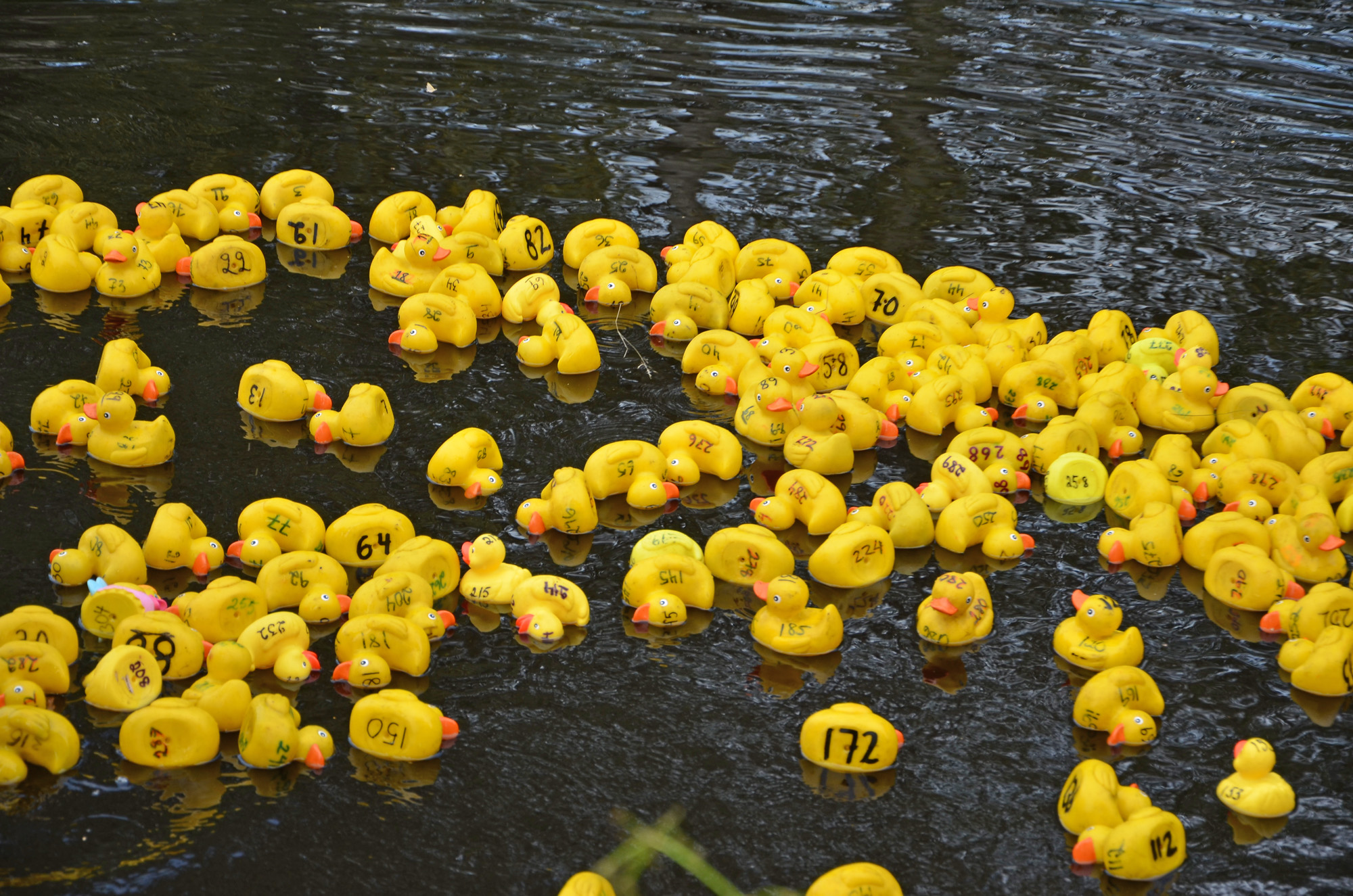 Röste.nu – Röstebilder – Ankracet i Galvån 2019