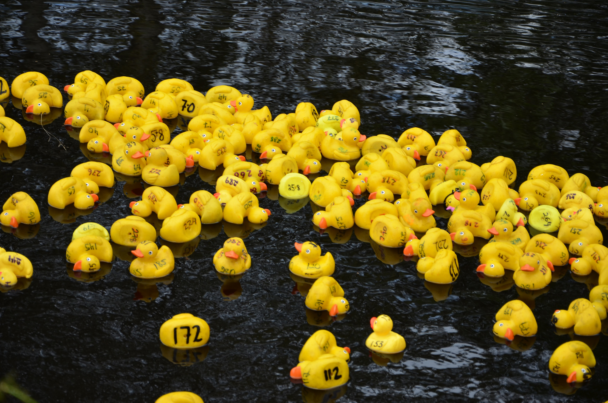 Röste.nu – Röstebilder – Ankracet i Galvån 2019