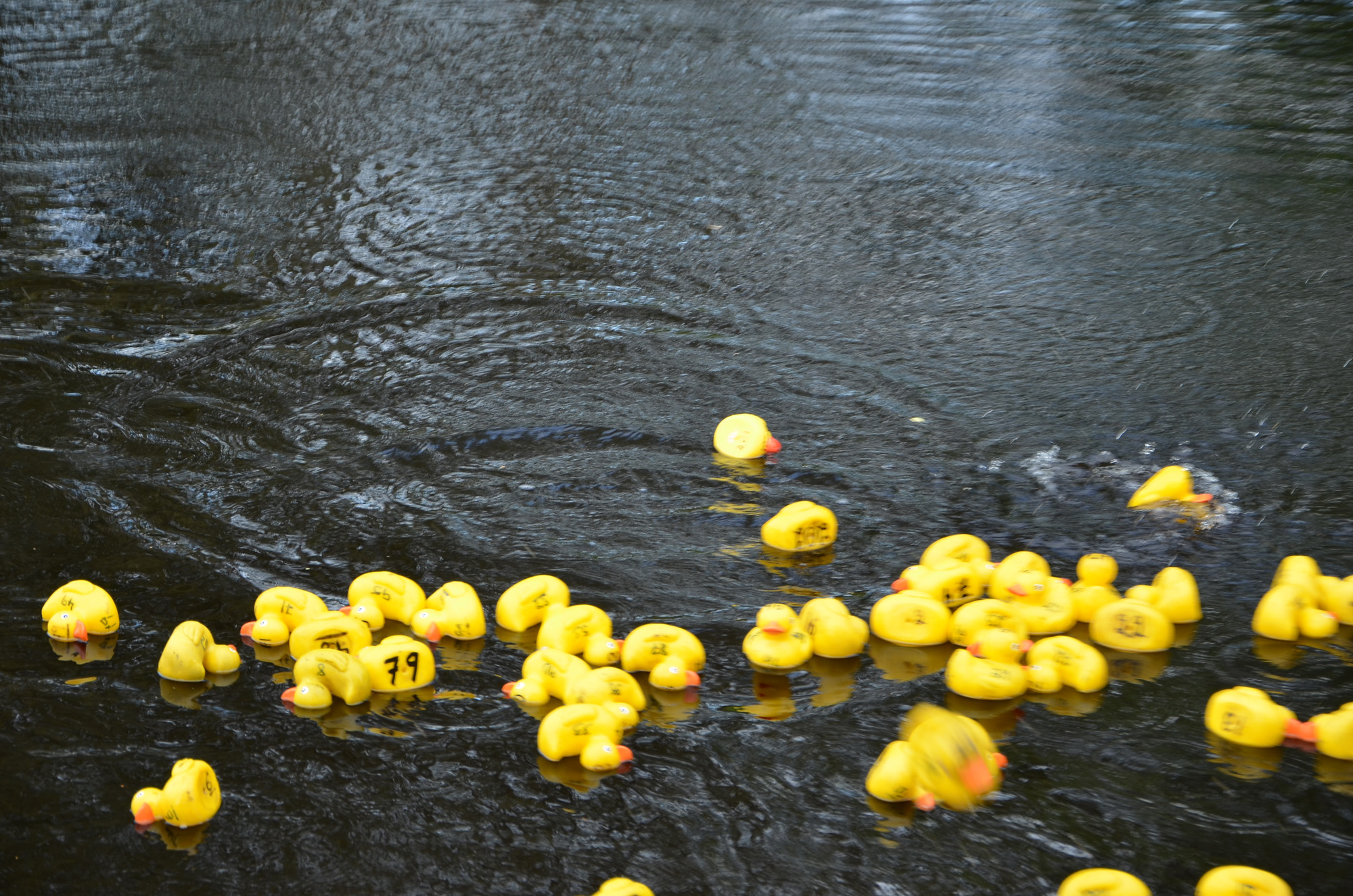 Röste.nu – Röstebilder – Ankracet i Galvån 2019