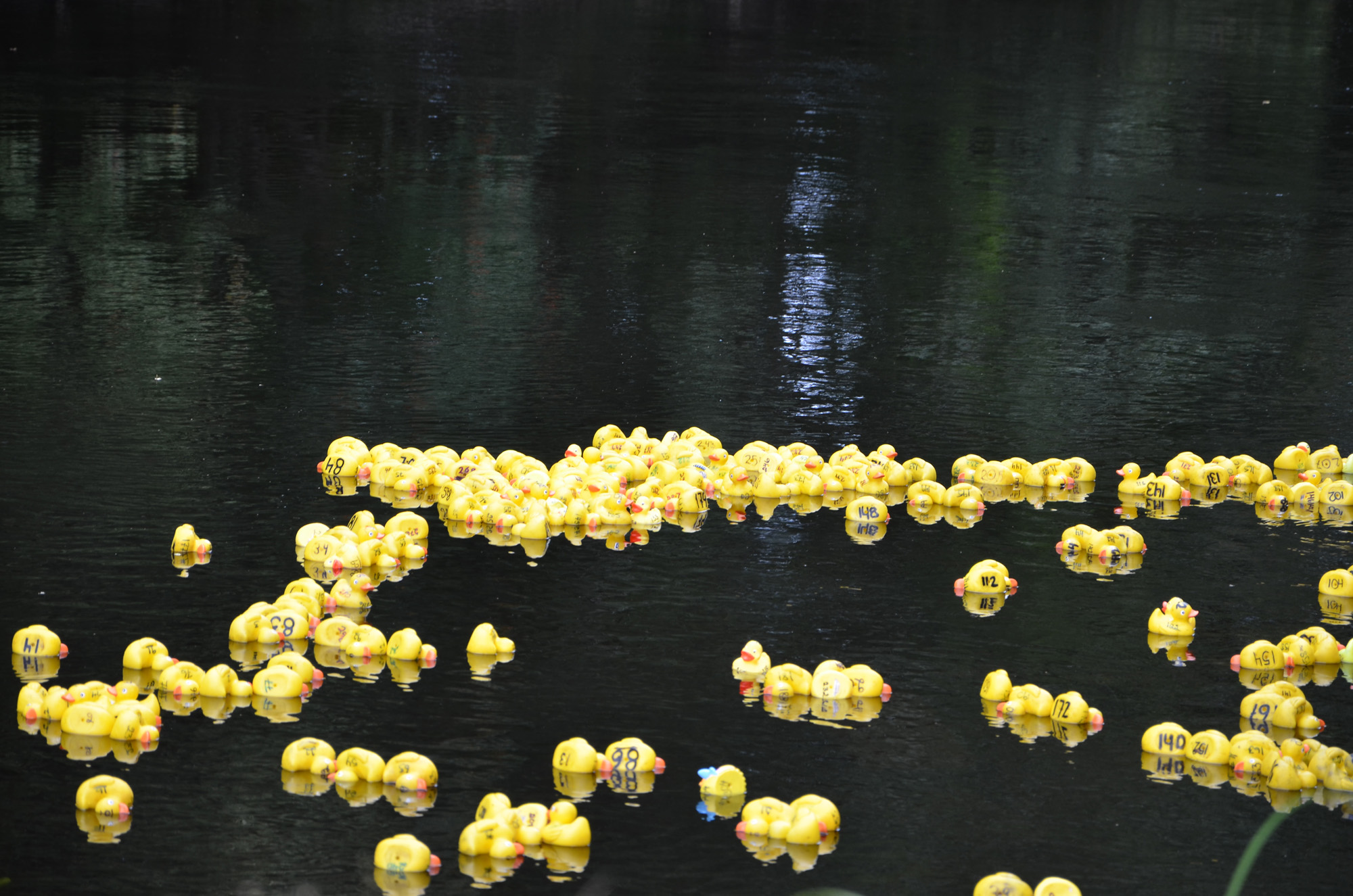 Röste.nu – Röstebilder – Ankracet i Galvån 2019