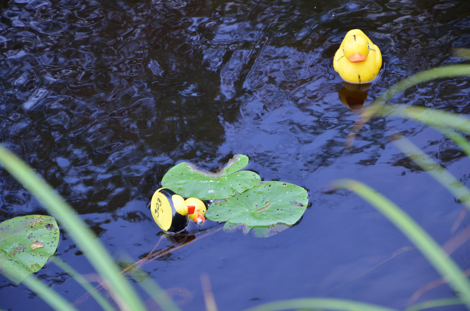 Röste.nu – Röstebilder – Ankracet i Galvån 2019