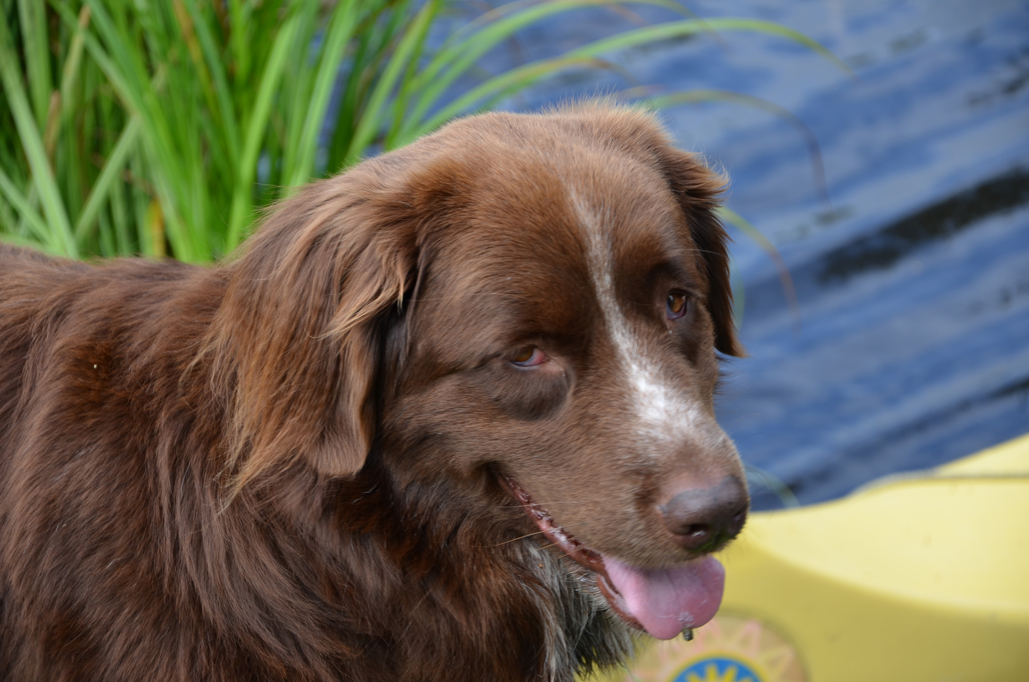 Röste.nu – Röstebilder – Ankracet i Galvån 2019