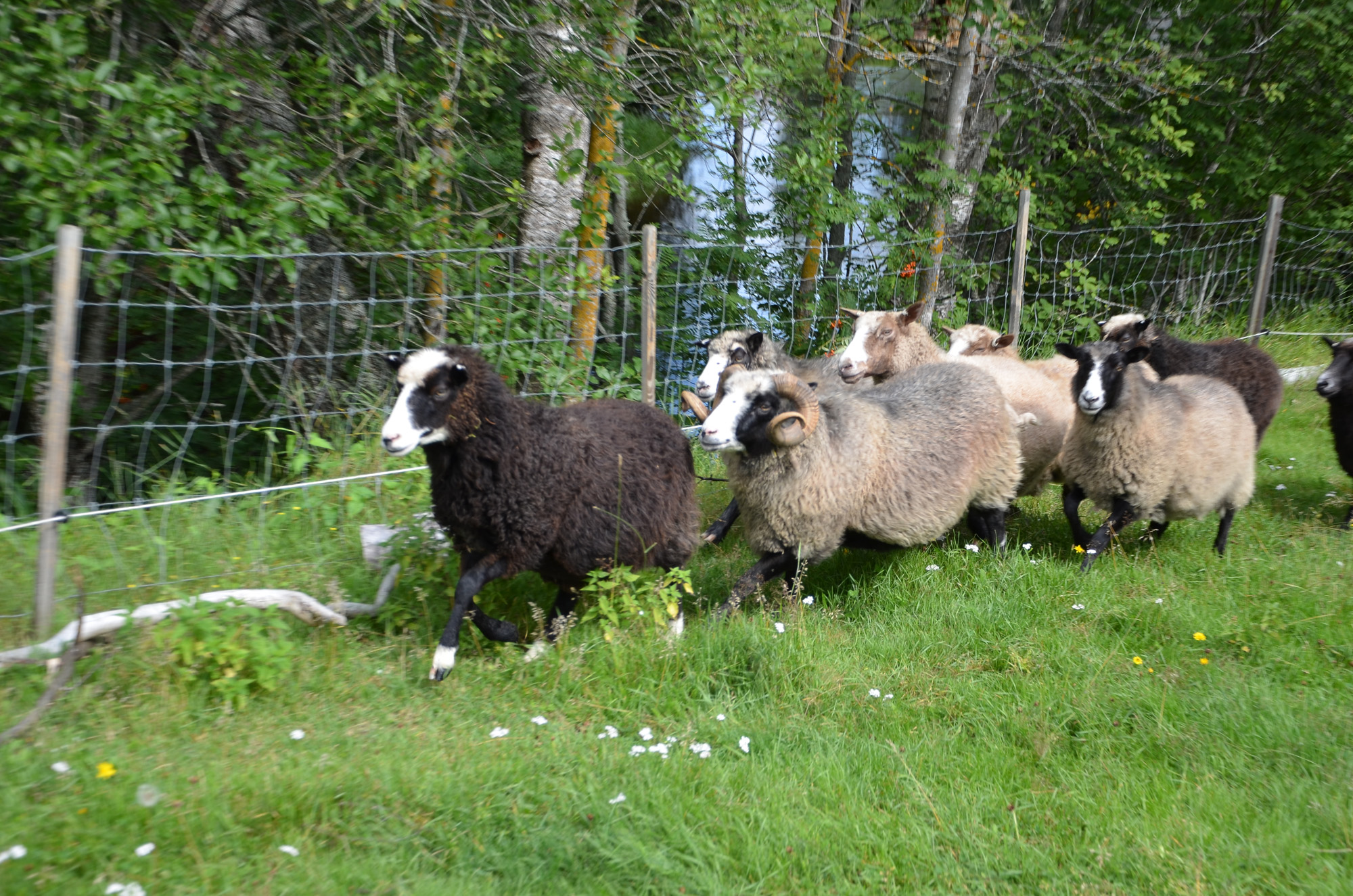 Röste.nu – Röstebilder – Ankracet i Galvån 2019